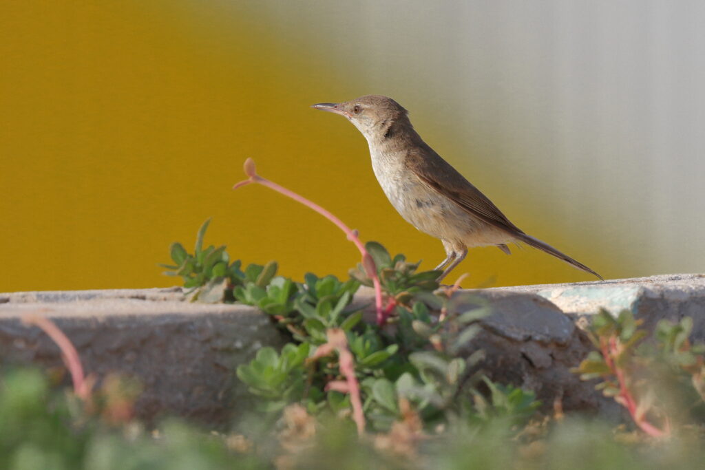 Clamorous Reed Warbler. Qatar, 21 June 2014 © Neil G. Morris.