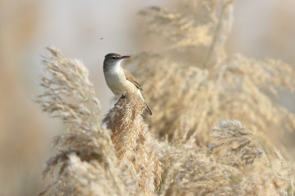 Clamorous Reed Warbler. Qatar, 03 March 2013 © Neil G. Morris.