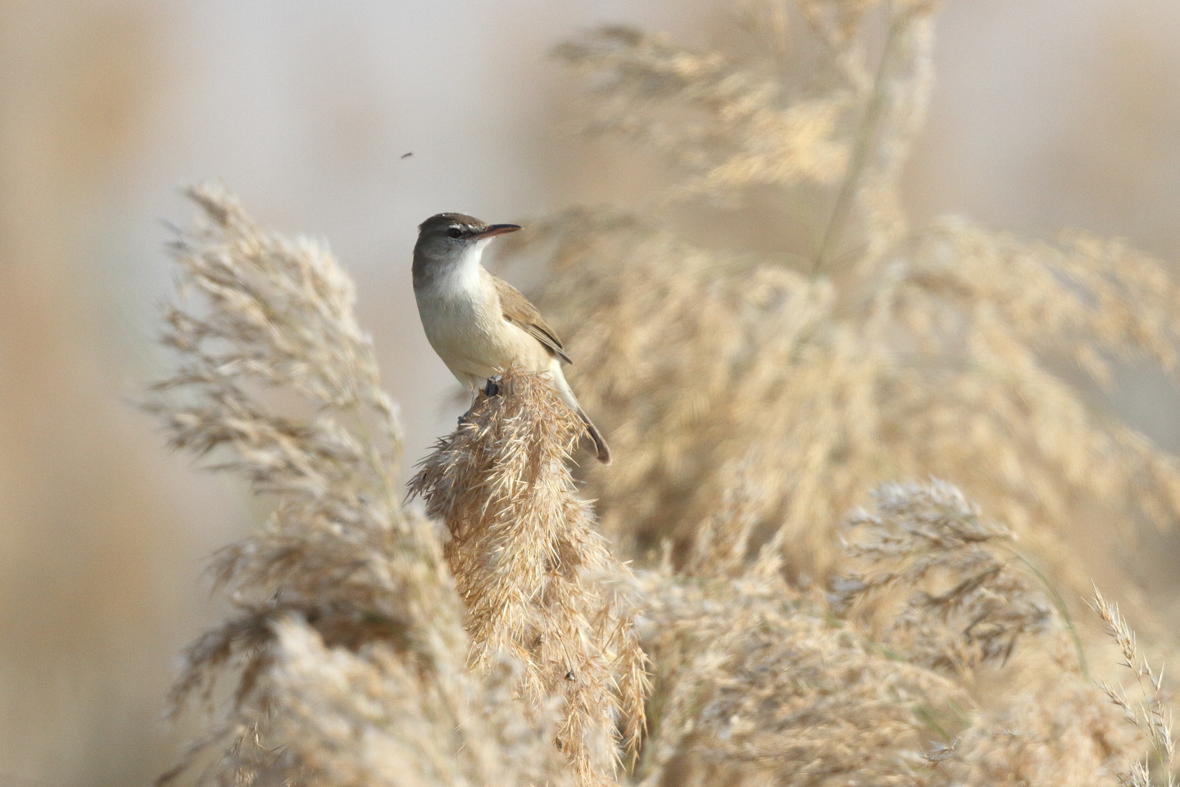 Clamorous Reed Warbler. Qatar, 03 March 2013 © Neil G. Morris.
