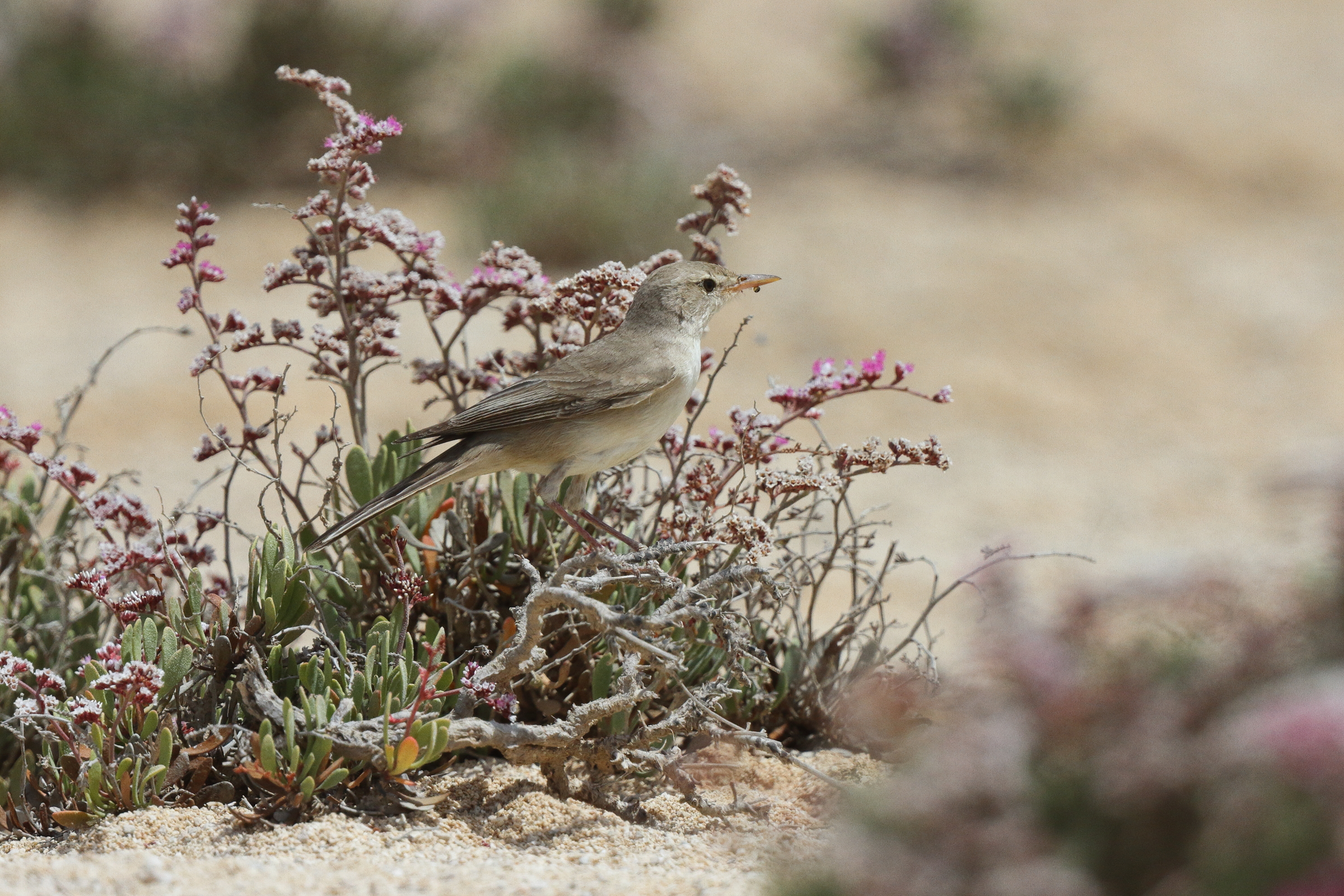 Eastern Olivaceous Warbler. Qatar, 02 April 2013 © Neil G. Morris.