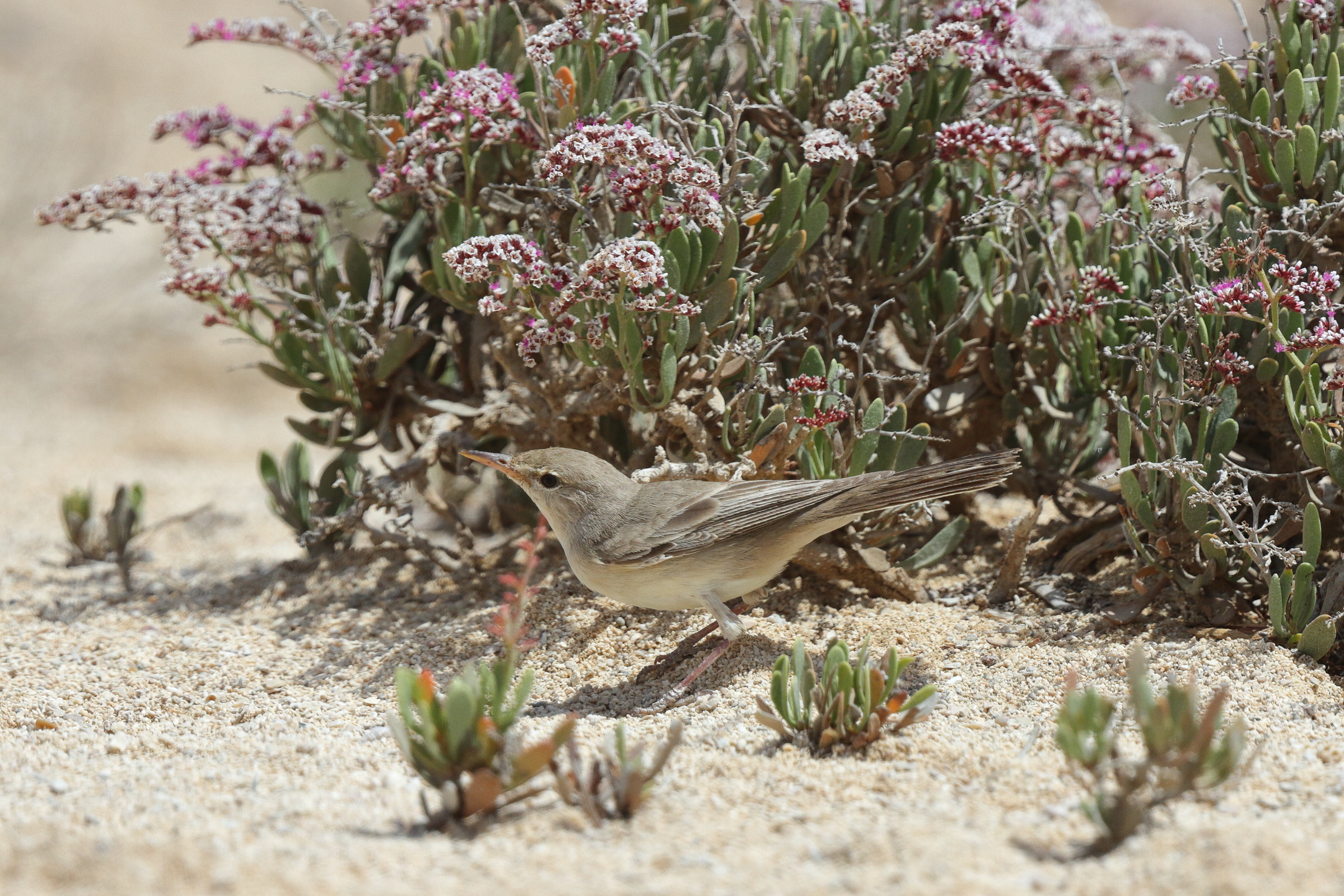 Eastern Olivaceous Warbler. Qatar, 02 April 2013 © Neil G. Morris.