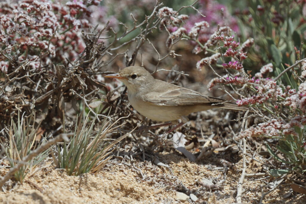 Eastern Olivaceous Warbler. Qatar, 02 April 2013 © Neil G. Morris.