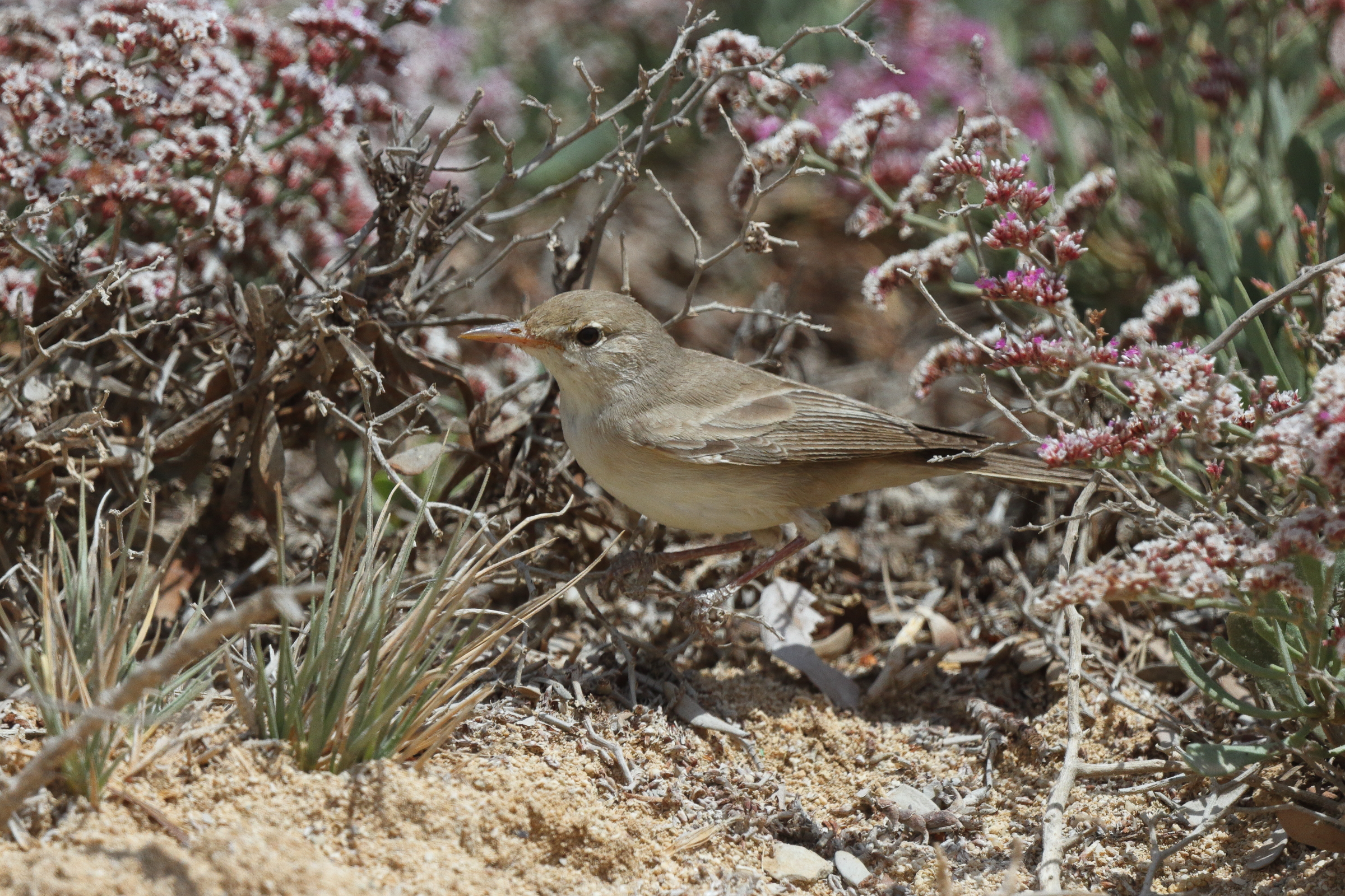 Eastern Olivaceous Warbler. Qatar, 02 April 2013 © Neil G. Morris.