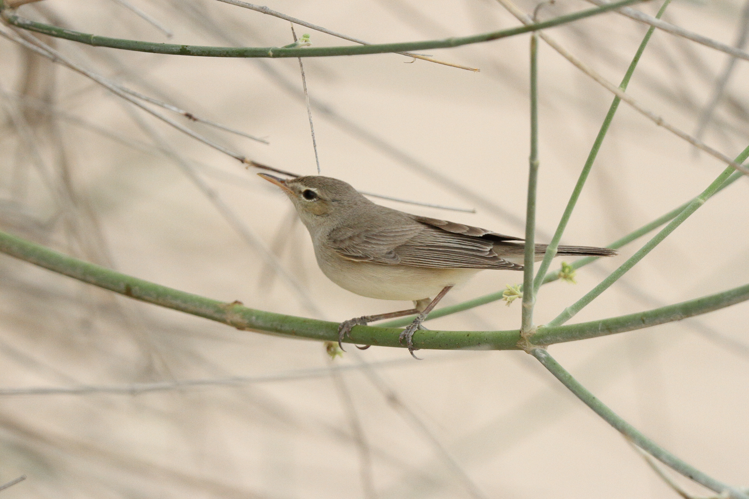 Eastern Olivaceous Warbler. Qatar, 17 April 2013 © Neil G. Morris.