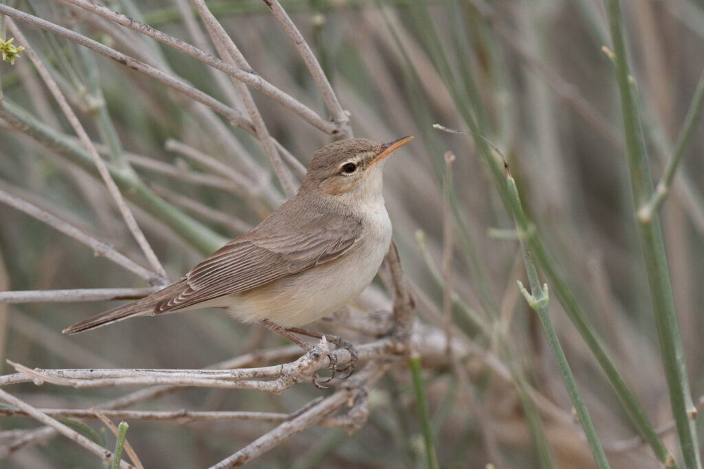 Eastern Olivaceous Warbler. Qatar, 17 April 2013 © Neil G. Morris.