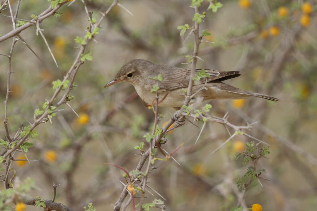Eastern Olivaceous Warbler. Qatar, 23 April 2013 © Neil G. Morris.