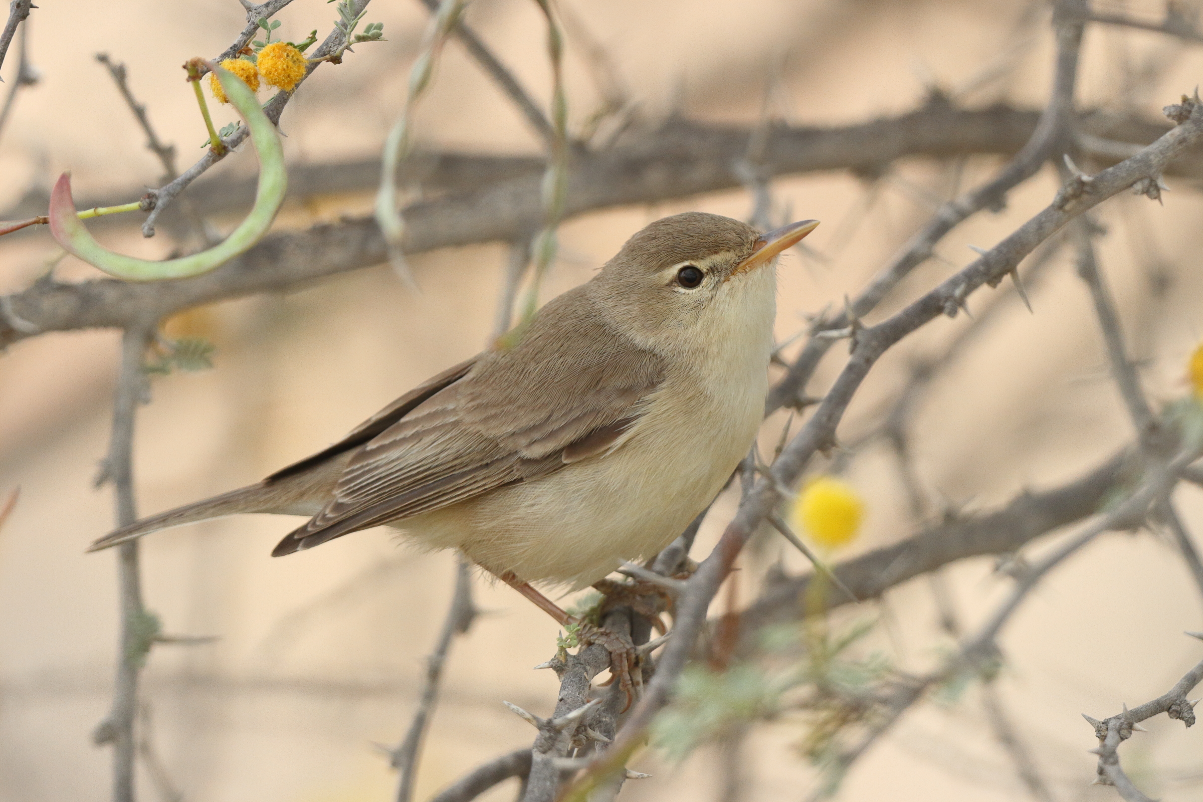 Eastern Olivaceous Warbler. Qatar, 30 April 2013 © Neil G. Morris.