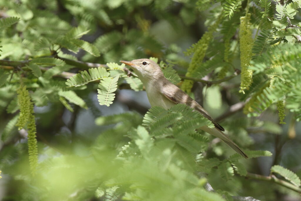 Eastern Olivaceous Warbler. Qatar, 05 May 2014 © Neil G. Morris.