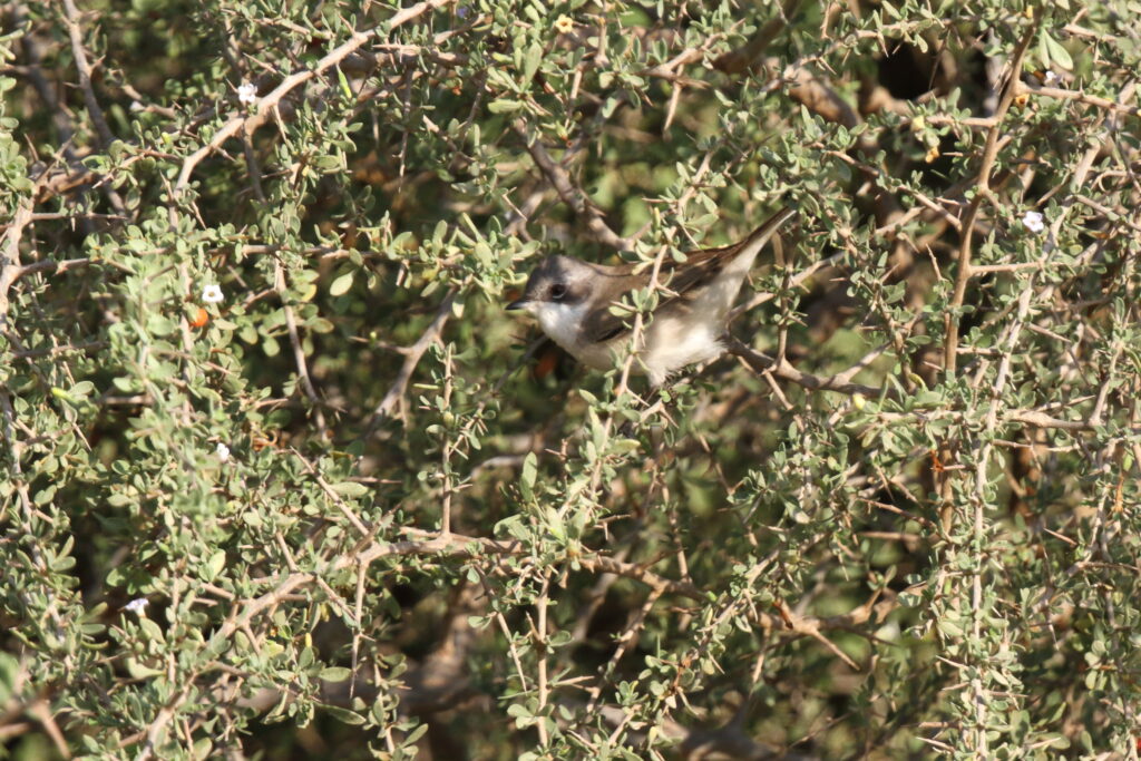 Eastern Orphean Warbler. Qatar, 16 November 2012 © Neil G. Morris.