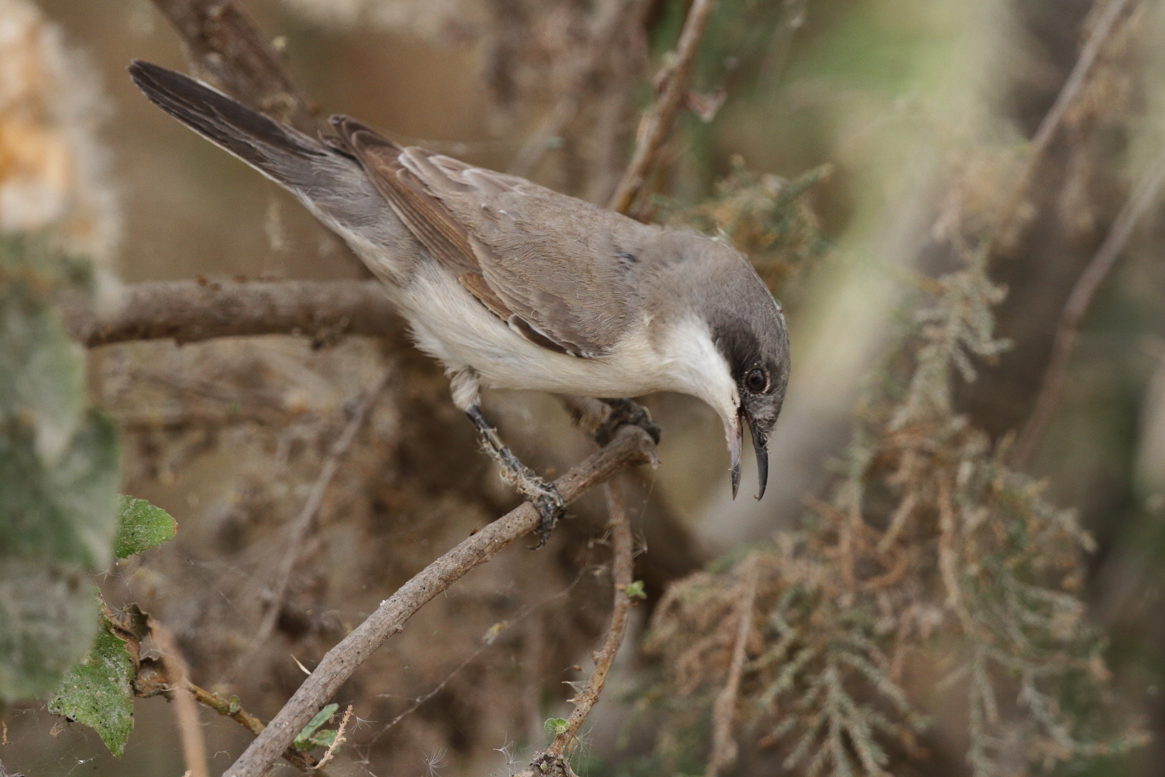 Eastern Orphean Warbler. Qatar, 20 March 2013 © Neil G. Morris.