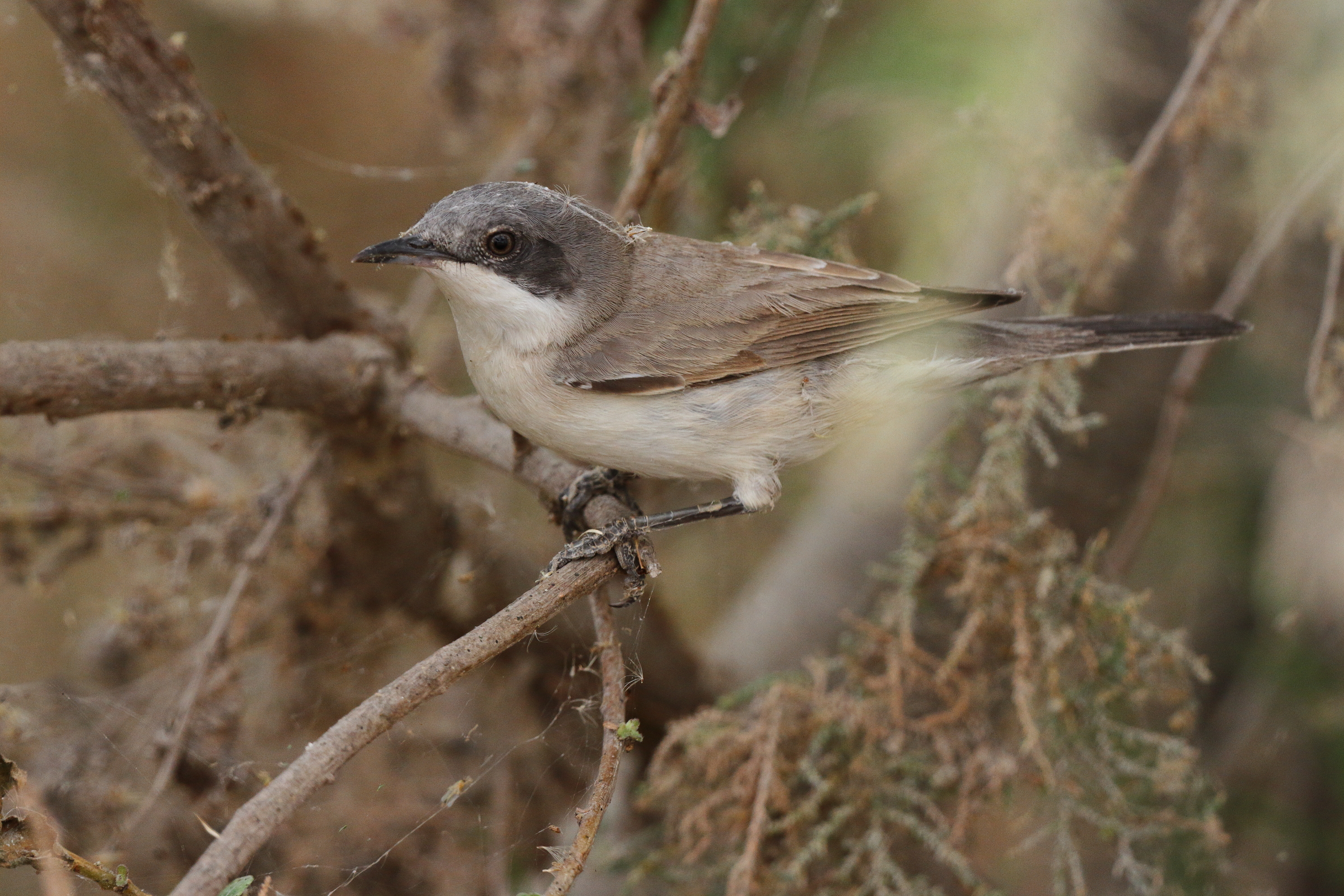 Eastern Orphean Warbler. Qatar, 20 March 2013 © Neil G. Morris.