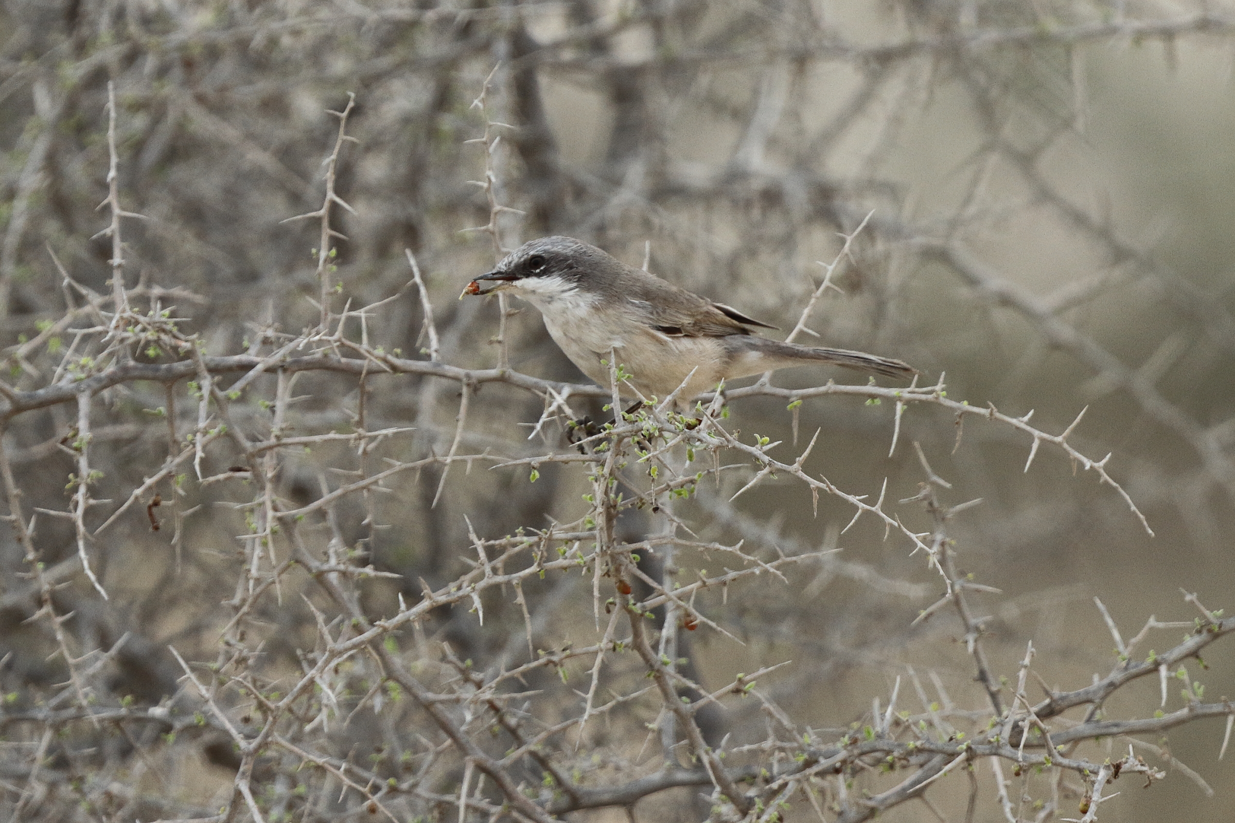Eastern Orphean Warbler. Qatar, 14 November 2013 © Neil G. Morris.
