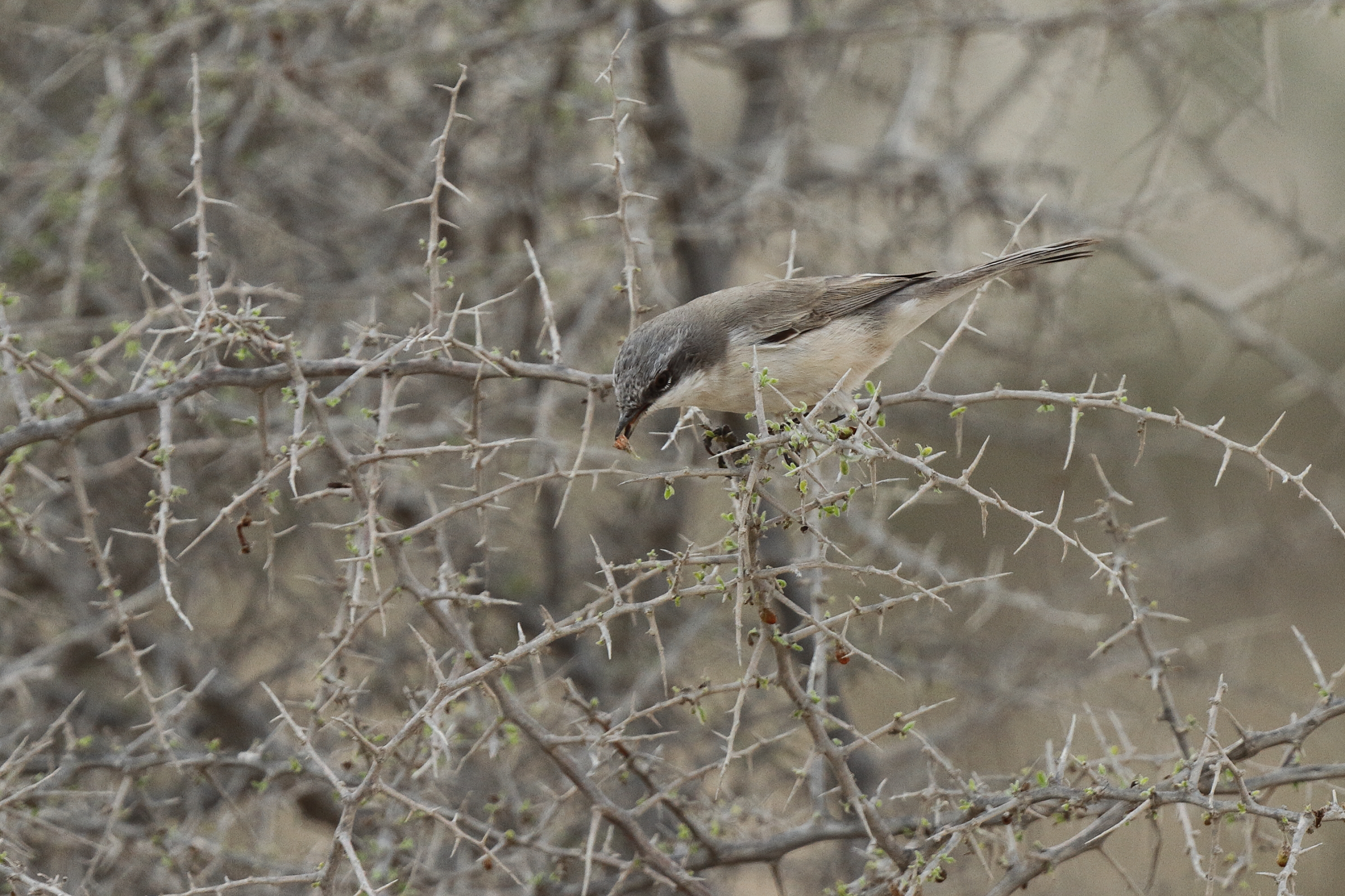 Eastern Orphean Warbler. Qatar, 14 November 2013 © Neil G. Morris.