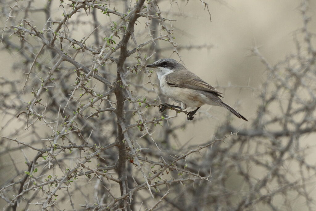 Eastern Orphean Warbler. Qatar, 14 November 2013 © Neil G. Morris.
