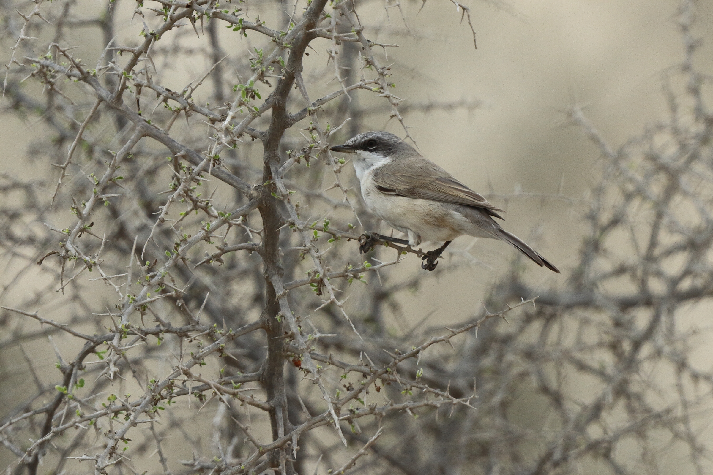Eastern Orphean Warbler. Qatar, 14 November 2013 © Neil G. Morris.