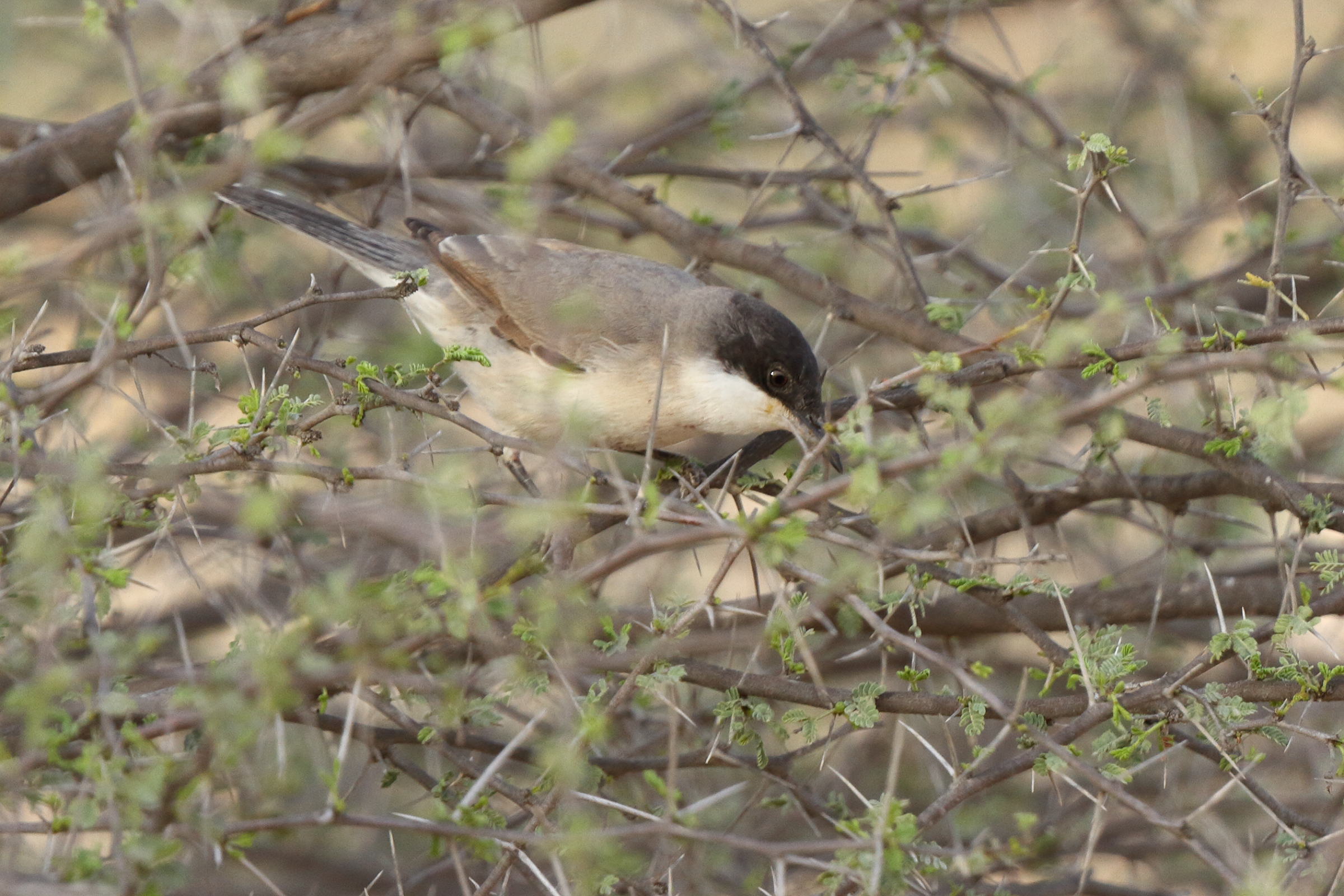 Eastern Orphean Warbler. Qatar, 14 March 2014 © Neil G. Morris.