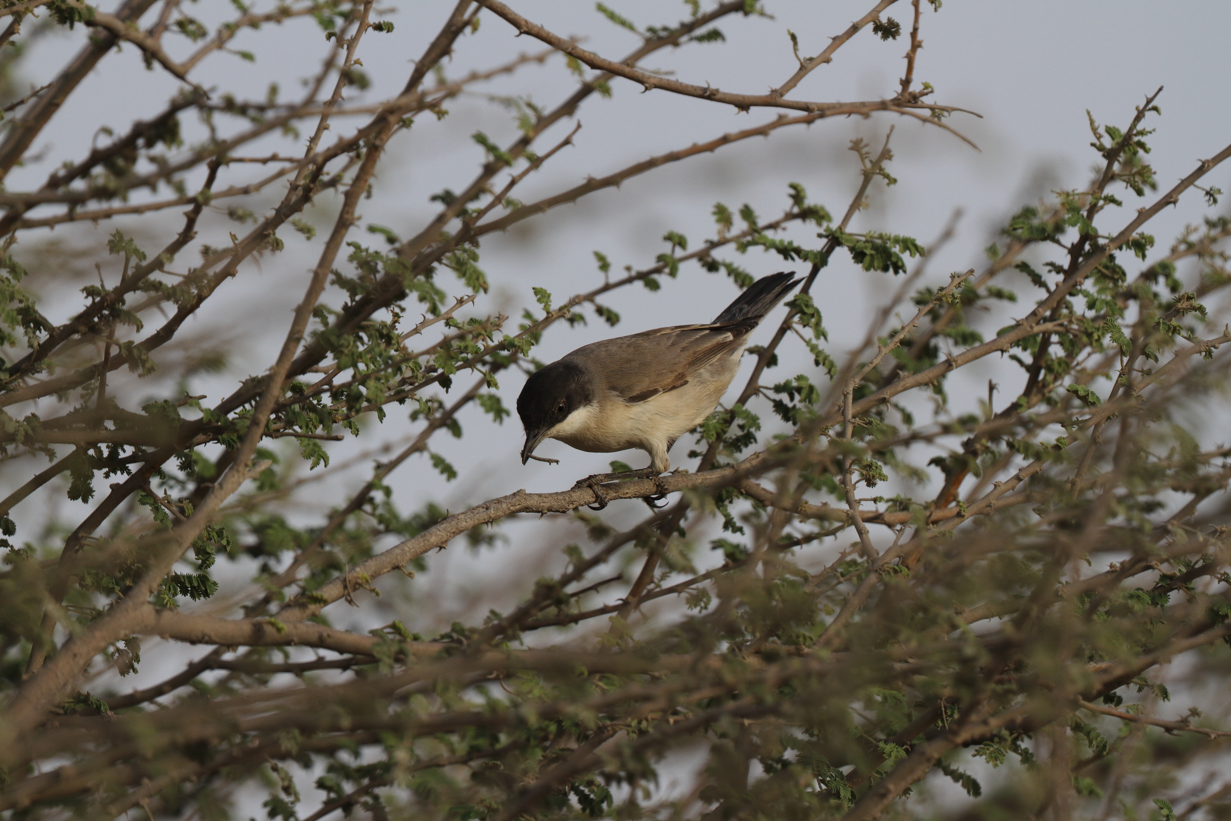 Eastern Orphean Warbler. Qatar, 14 March 2014 © Neil G. Morris.