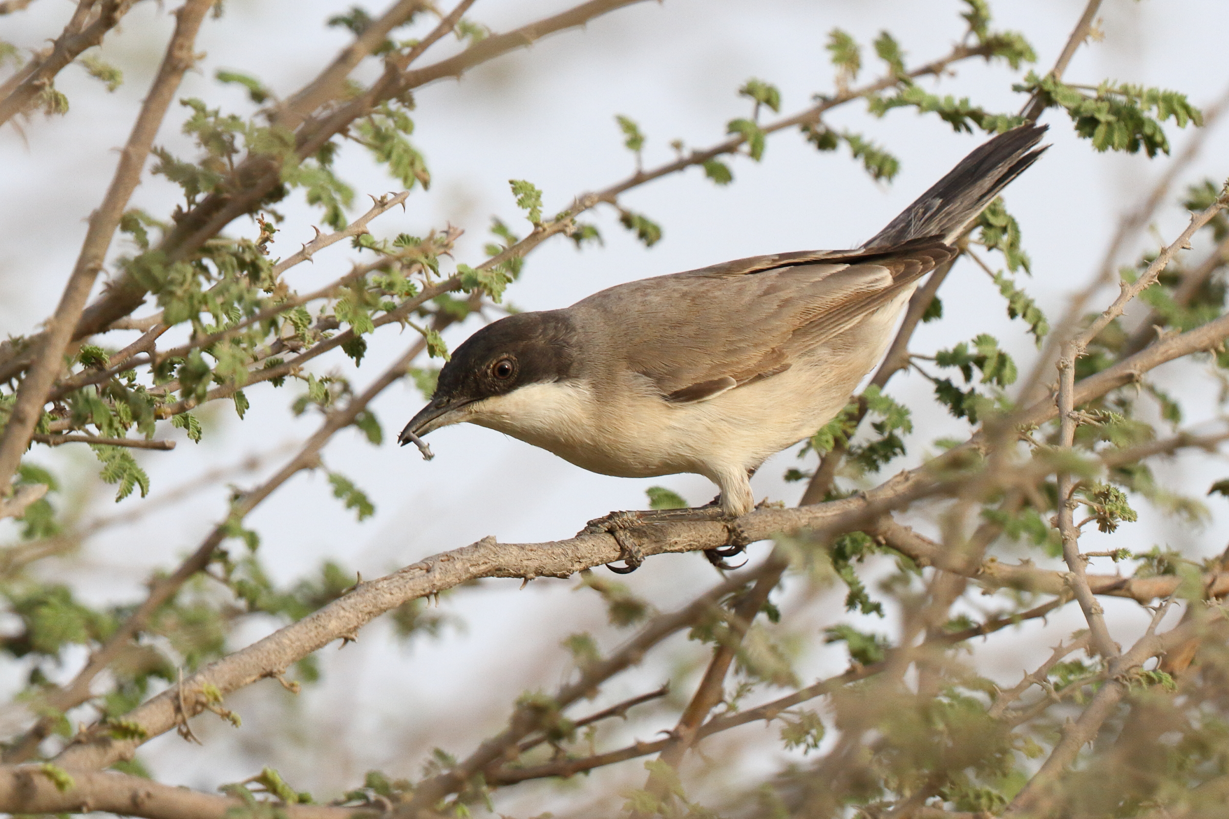 Eastern Orphean Warbler. Qatar, 14 March 2014 © Neil G. Morris.