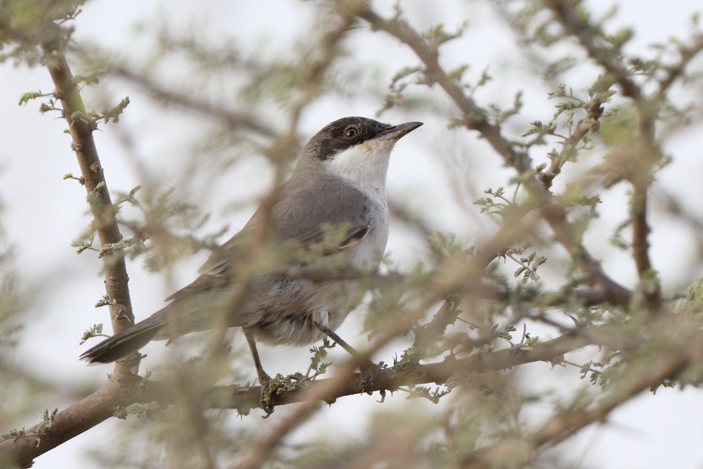 Eastern Orphean Warbler. Qatar, 14 March 2014 © Neil G. Morris.
