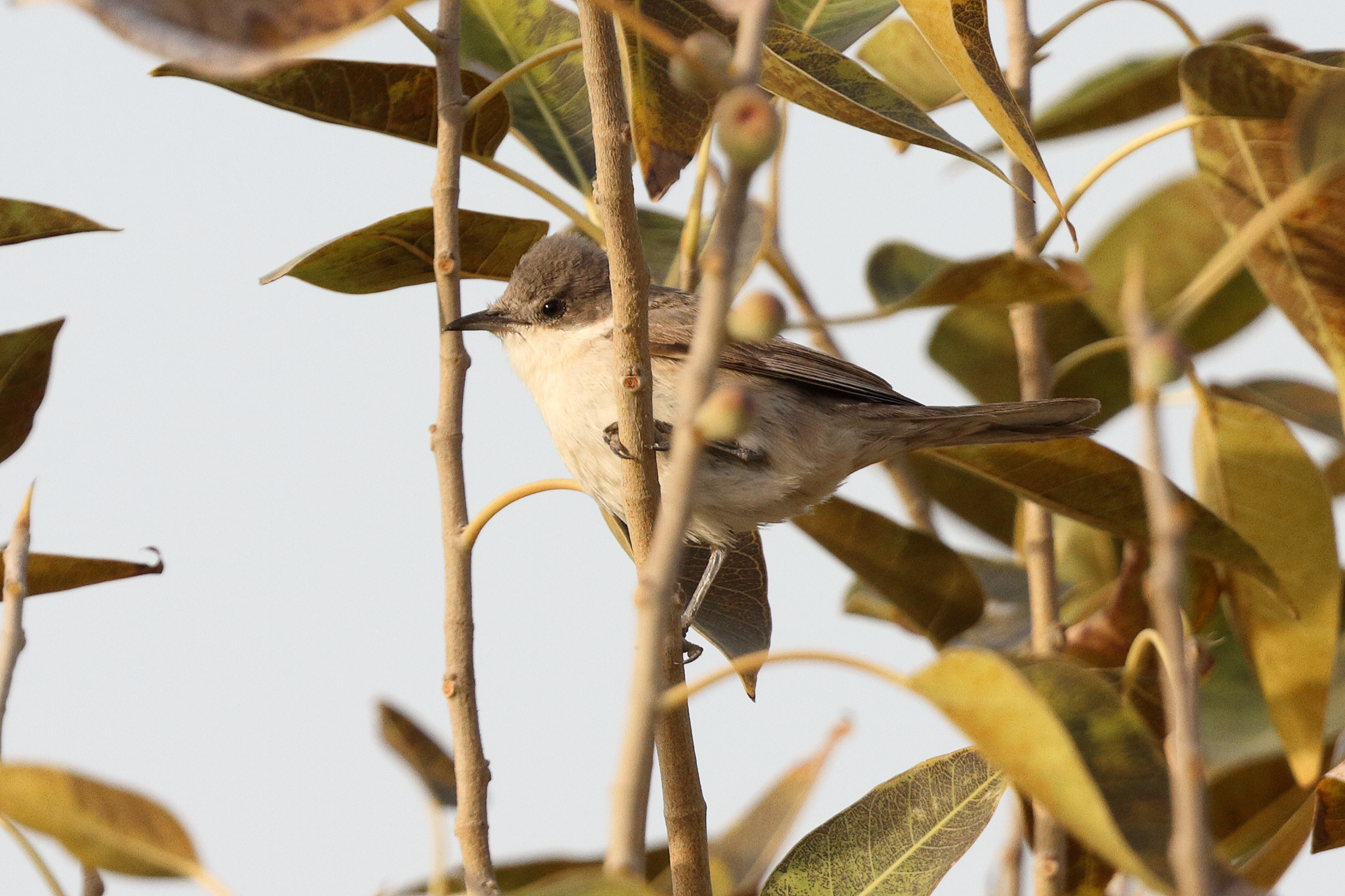 Eastern Orphean Warbler. Qatar, 01 April 2014 © Neil G. Morris.