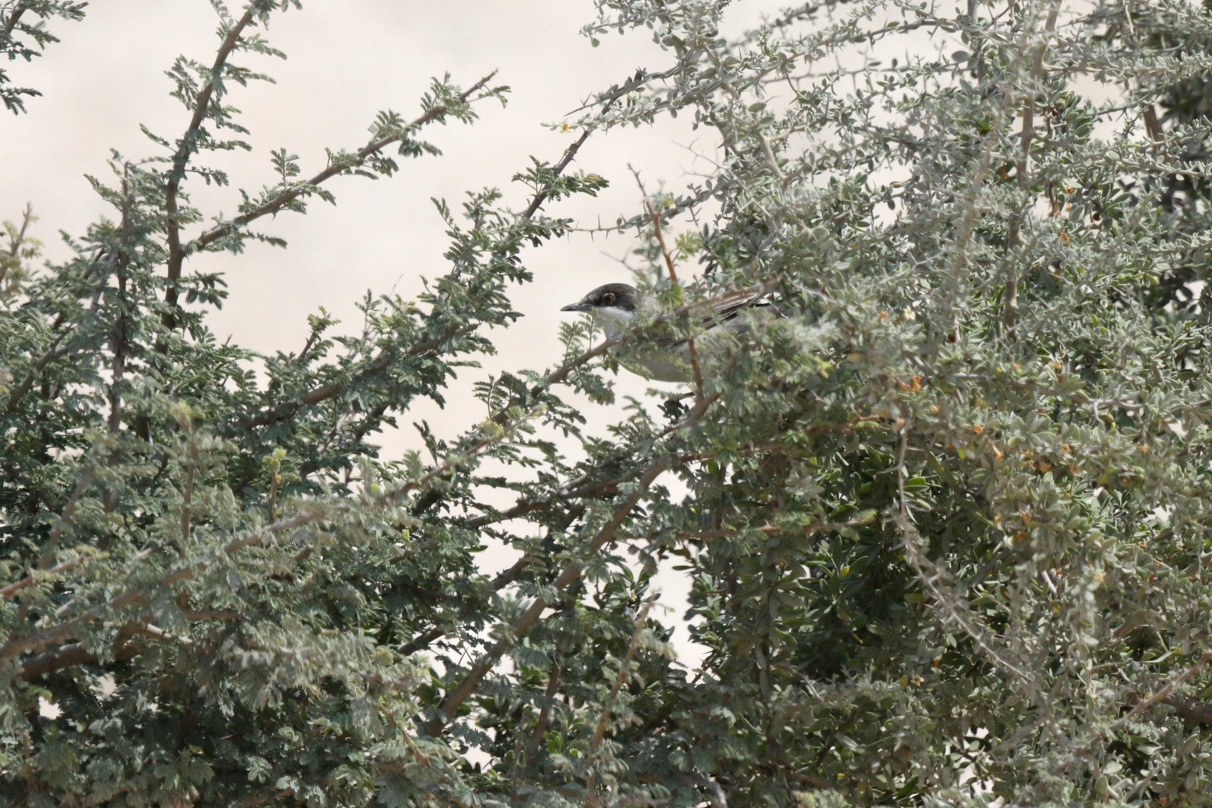 Eastern Orphean Warbler. Qatar, 03 March 2016 © Neil G. Morris.