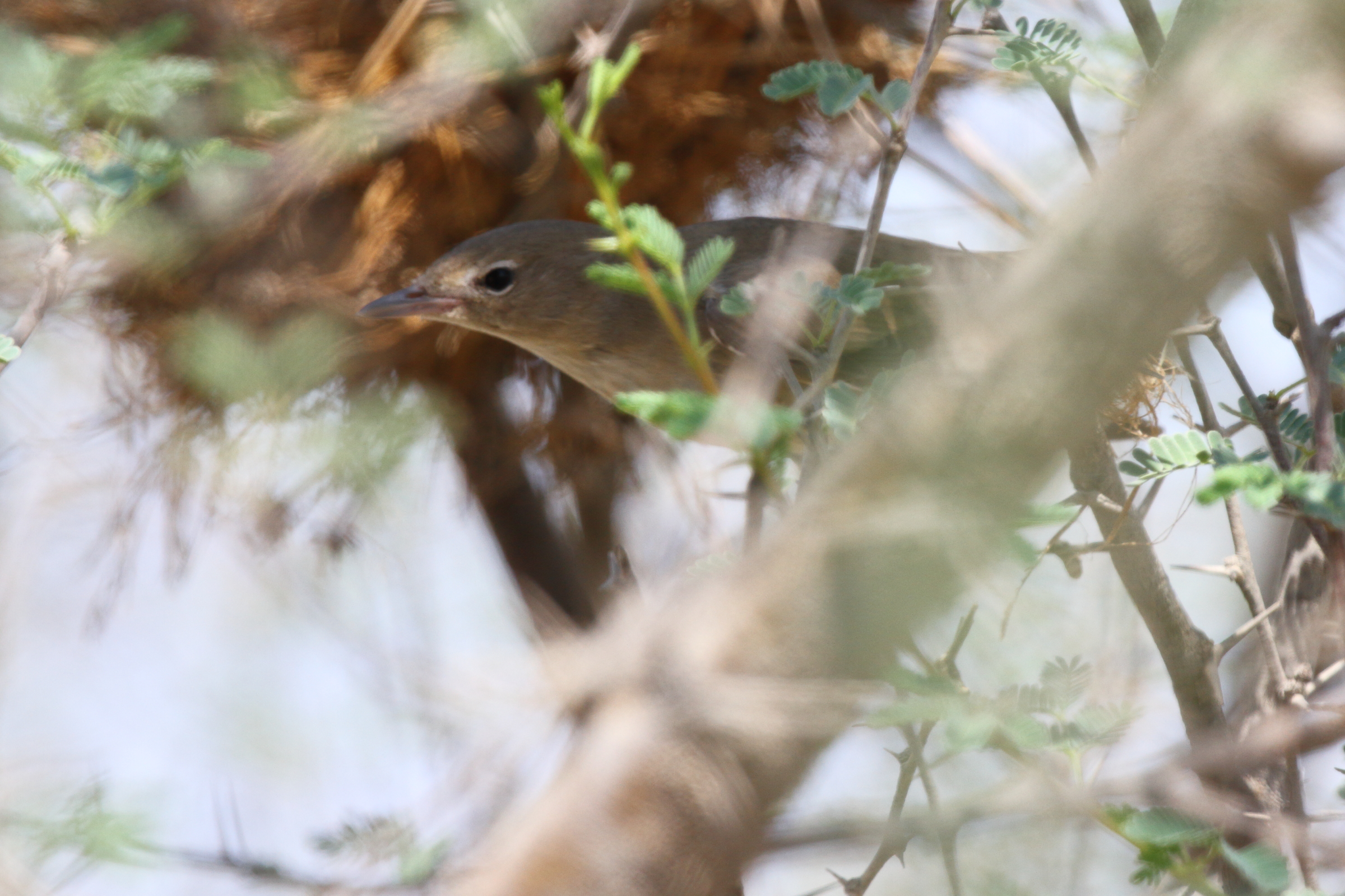 Garden Warbler. Qatar, 10 October 2012 © Neil G. Morris.