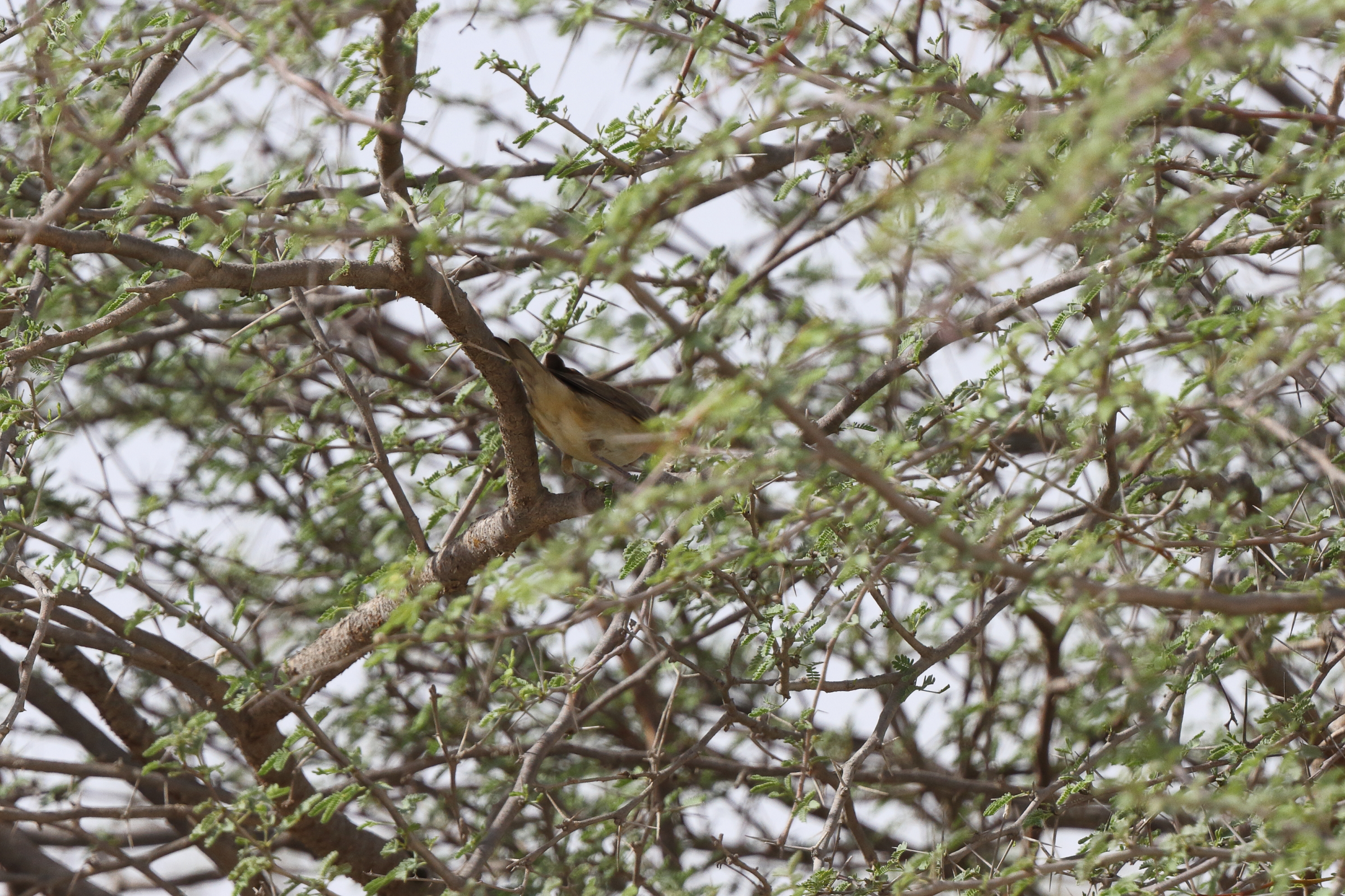 Garden Warbler. Qatar, 21 October 2013 © Neil G. Morris.