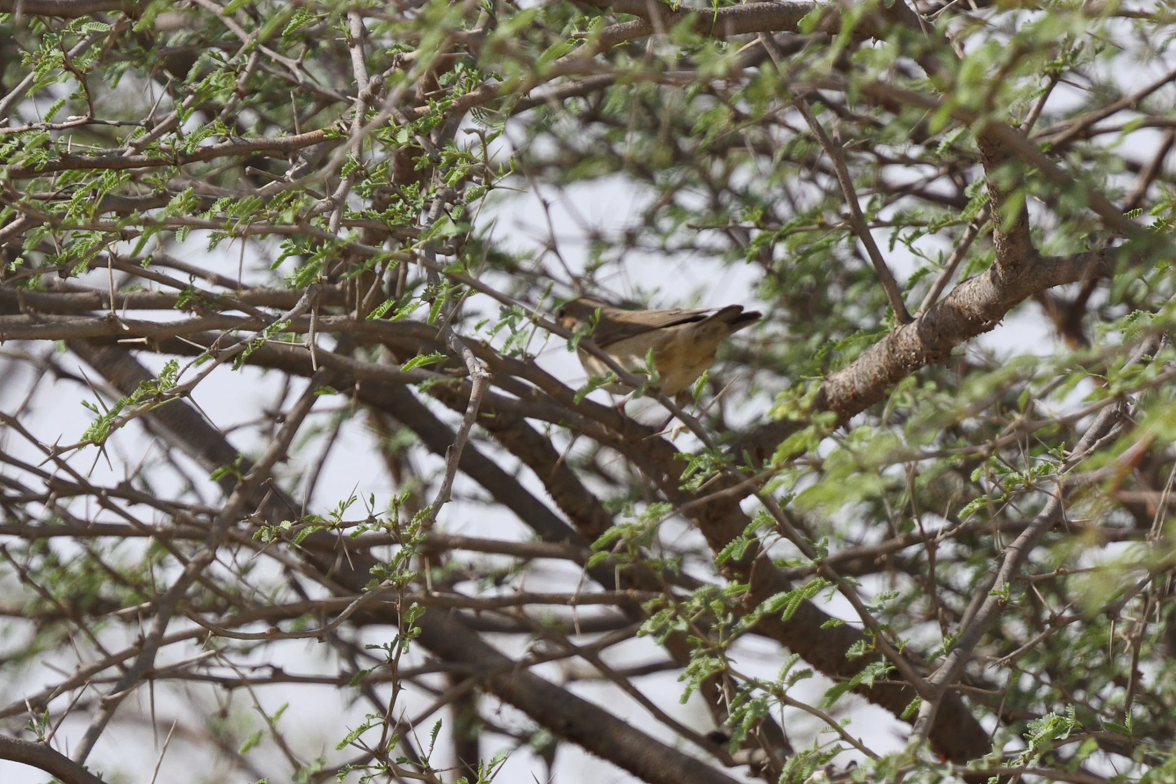 Garden Warbler. Qatar, 21 October 2013 © Neil G. Morris.