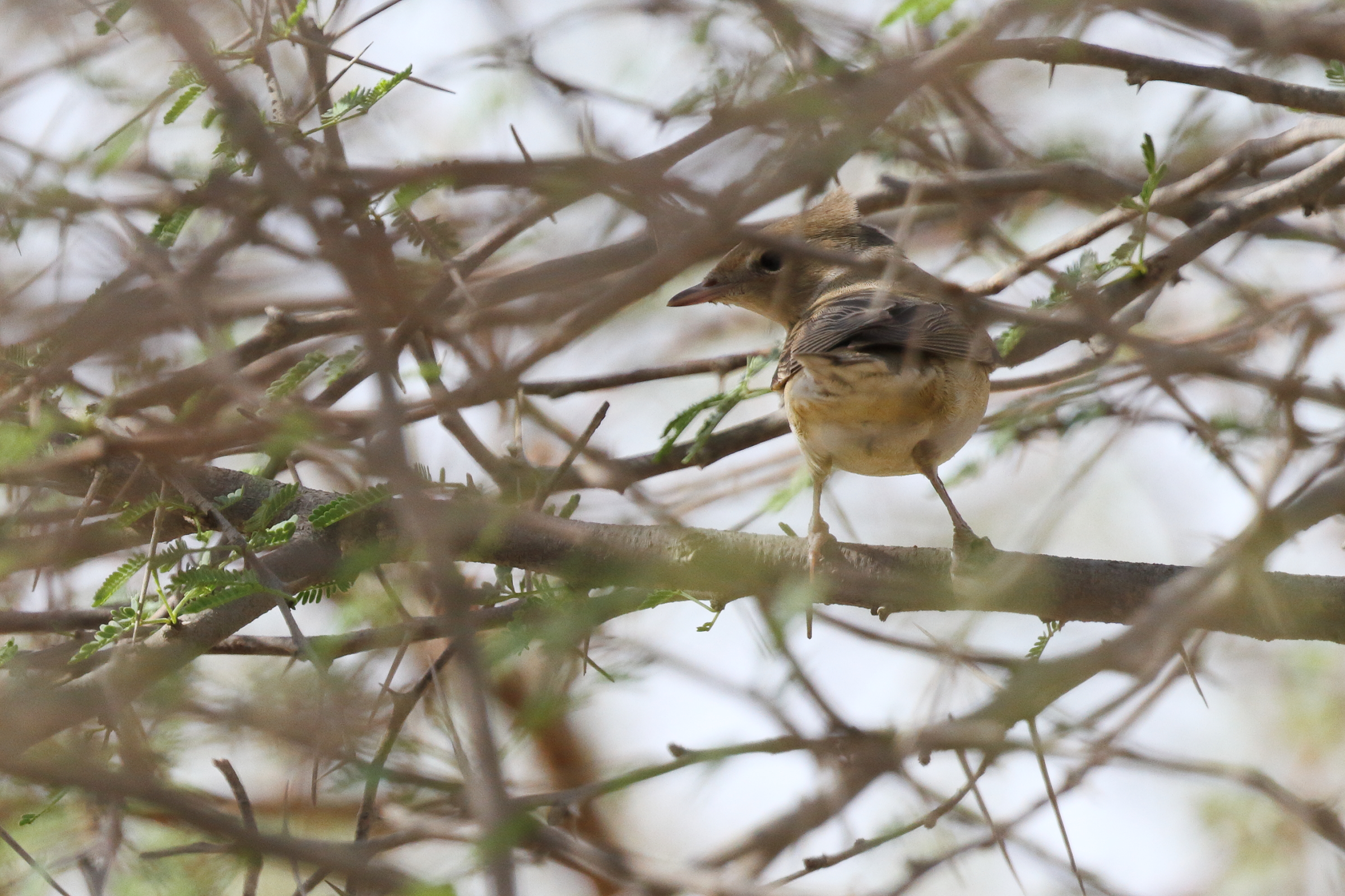 Garden Warbler. Qatar, 21 October 2013 © Neil G. Morris.