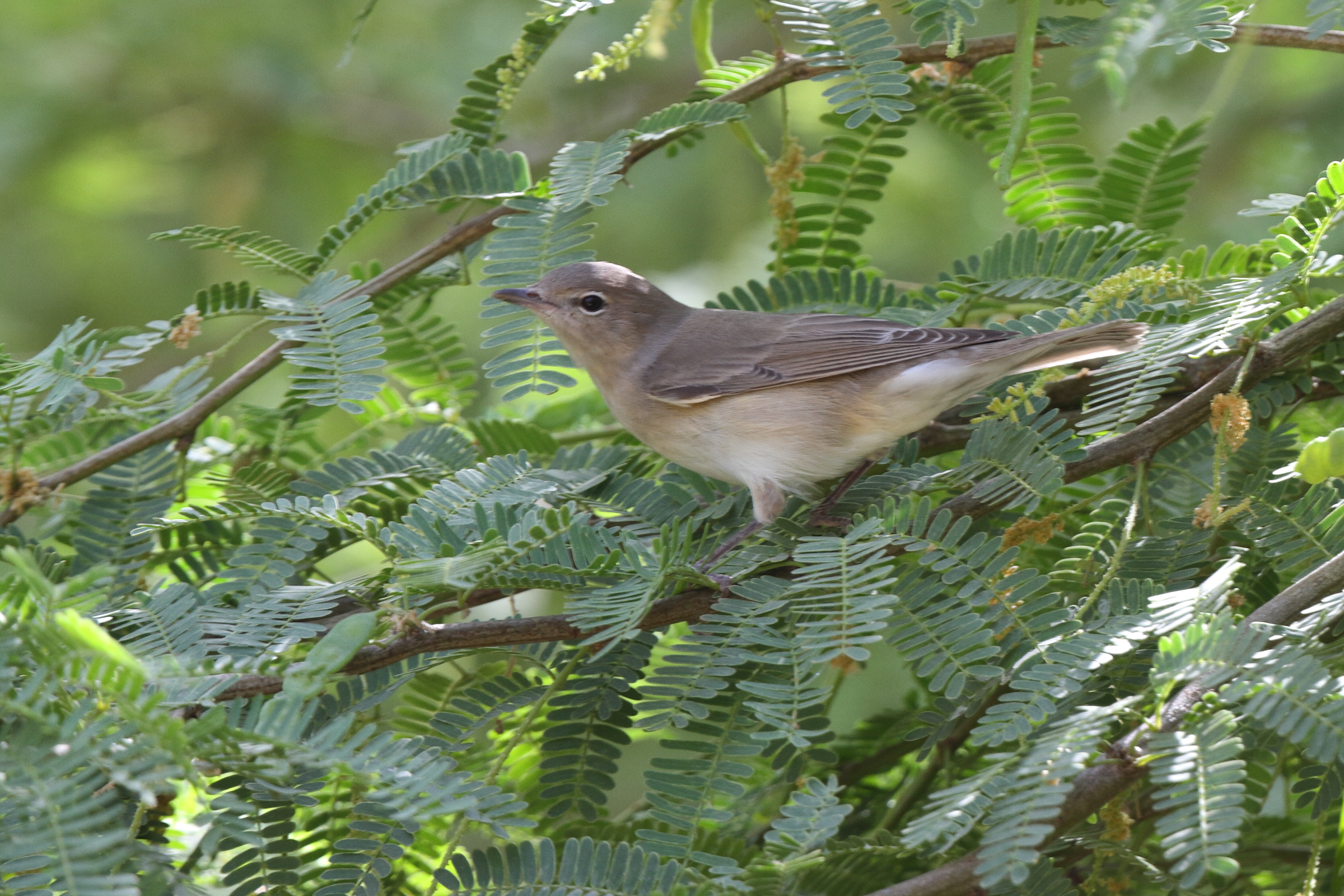 Garden Warbler. Qatar, 05 May 2014 © Neil G. Morris.