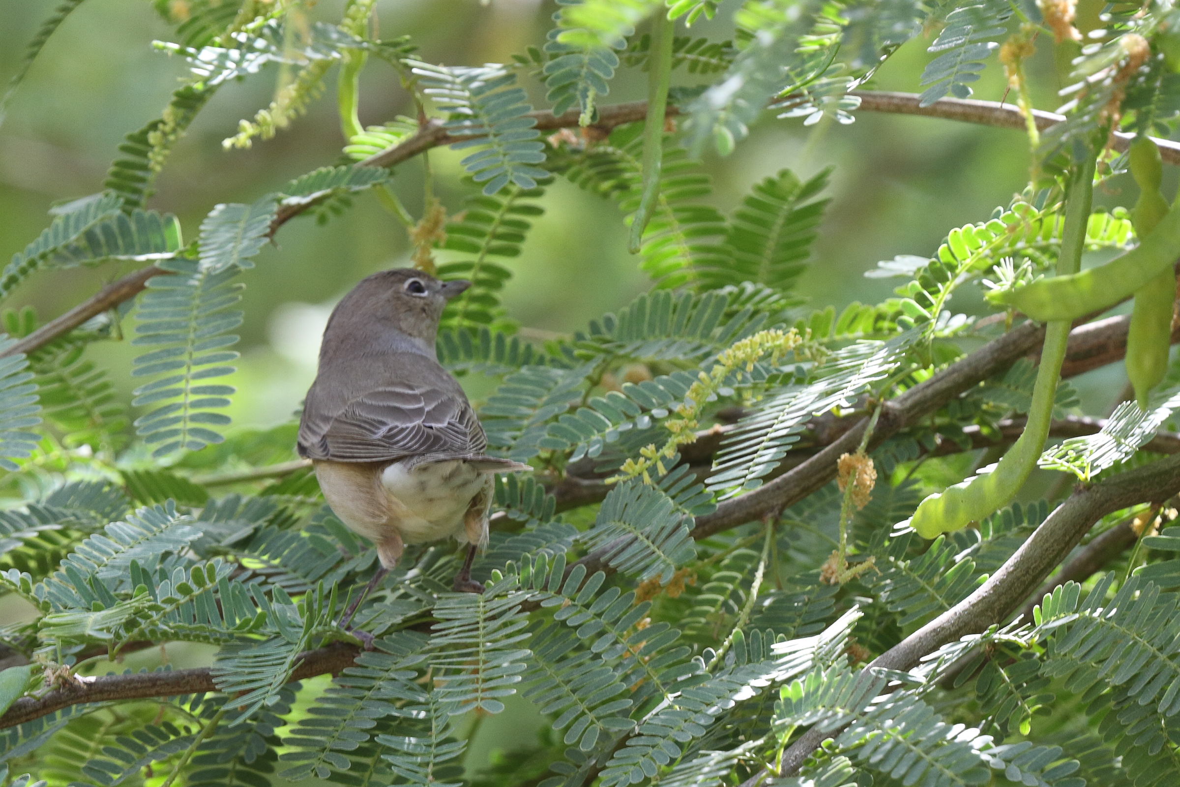 Garden Warbler. Qatar, 05 May 2014 © Neil G. Morris.