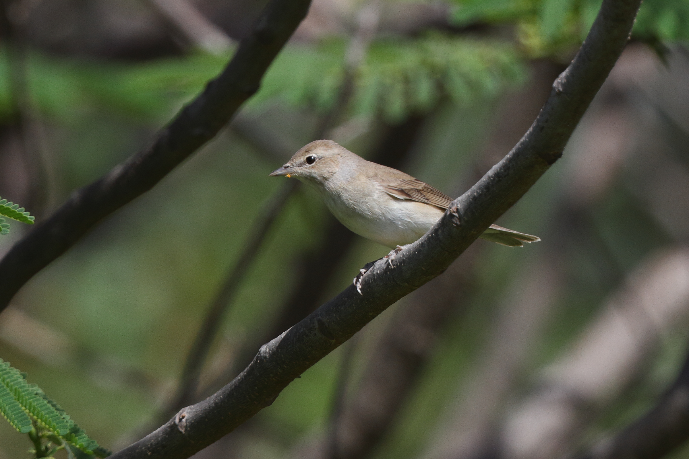 Garden Warbler. Qatar, 15 May 2014 © Neil G. Morris.