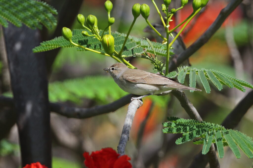 Garden Warbler. Qatar, 15 May 2014 © Neil G. Morris.
