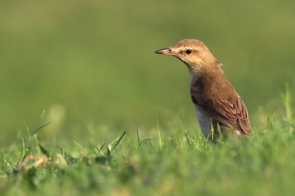 Great Warbler. Qatar, 01 October 2012 © Neil G. Morris.