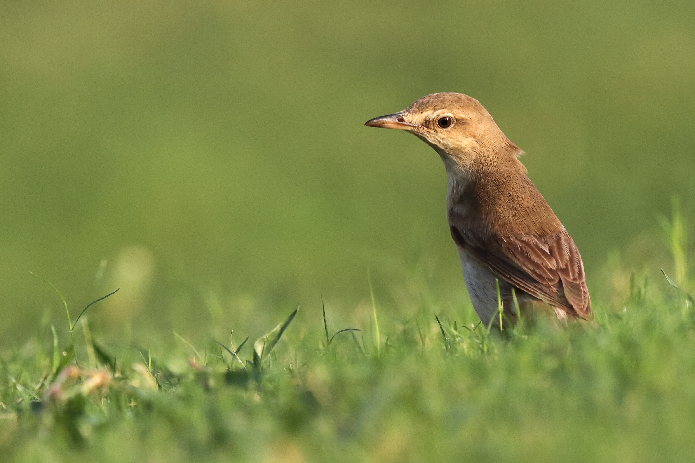 Great Reed Warbler. Qatar, 01 October 2012 © Neil G. Morris.