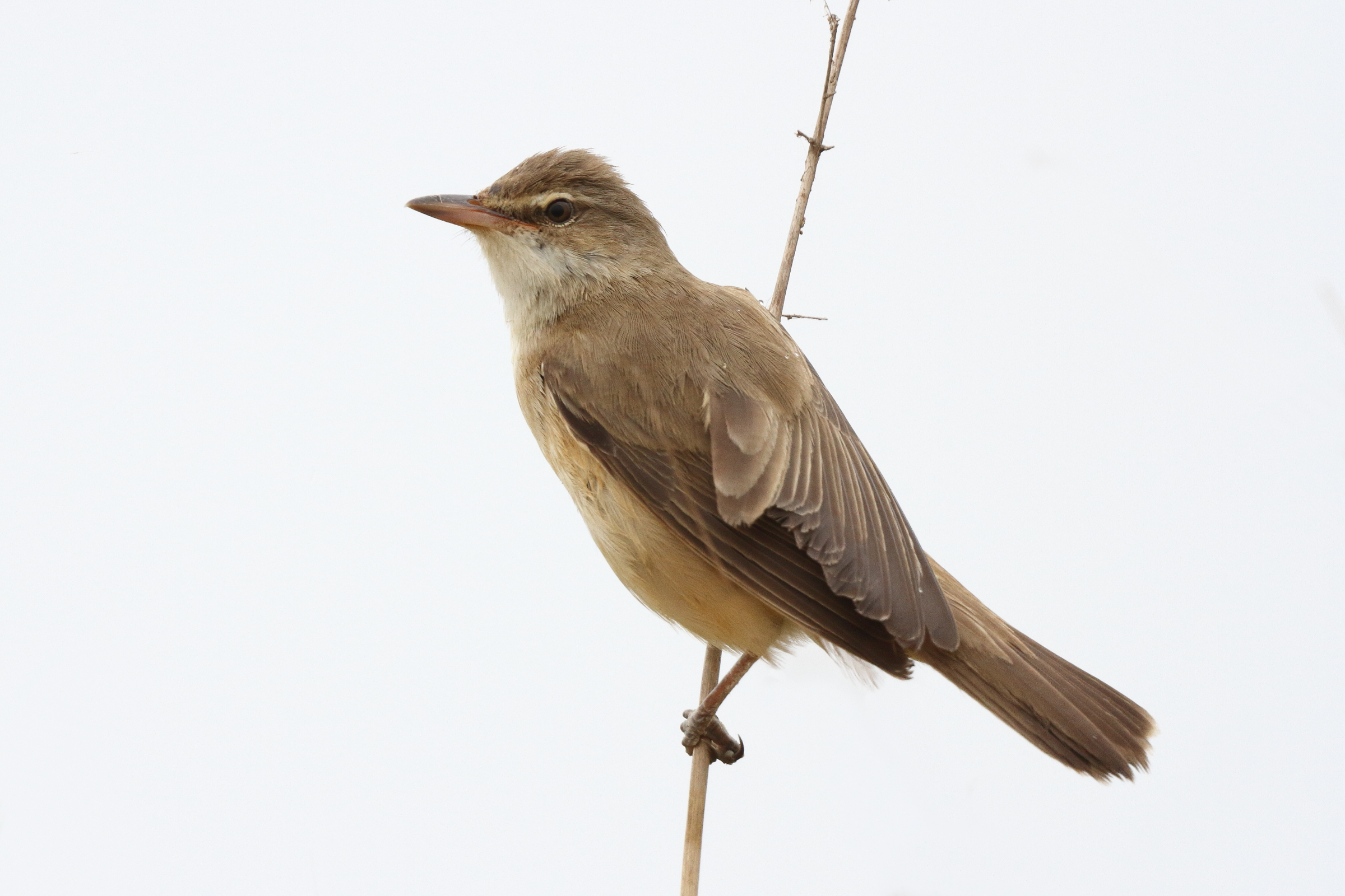 Great Reed Warbler. Qatar, 30 April 2013 © Neil G. Morris.