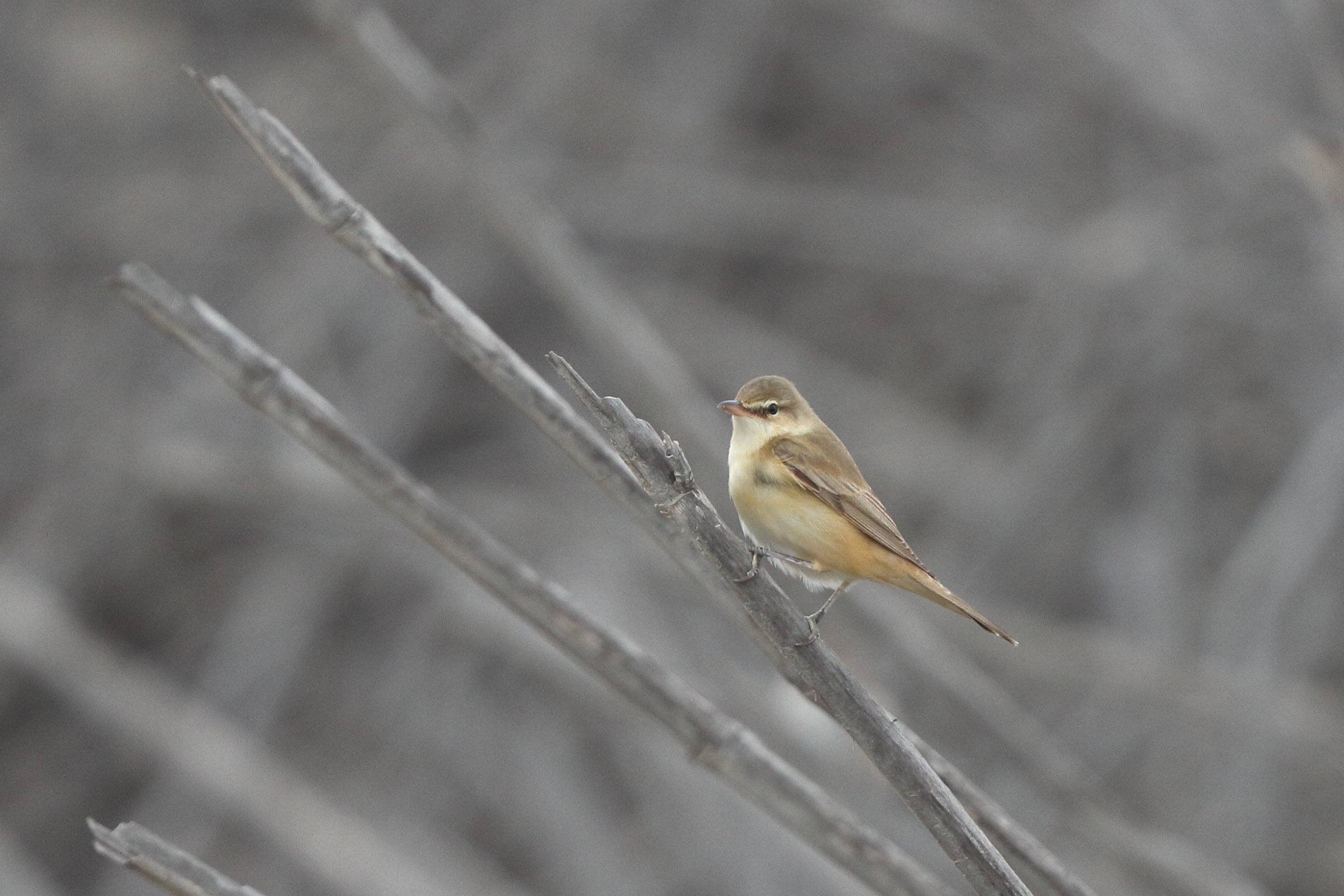 Great Reed Warbler. Qatar, 01 May 2013 © Neil G. Morris.