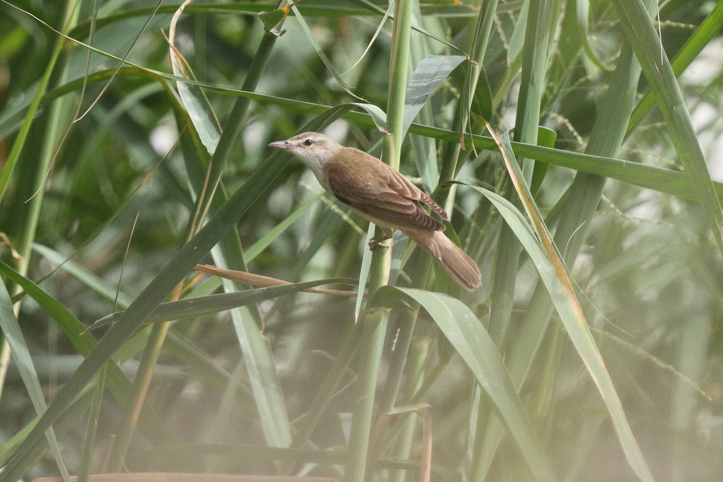 Great Reed Warbler. Qatar, 06 May 2013 © Neil G. Morris.