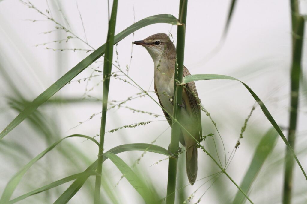 Great Warbler. Qatar, 06 May 2013 © Neil G. Morris.