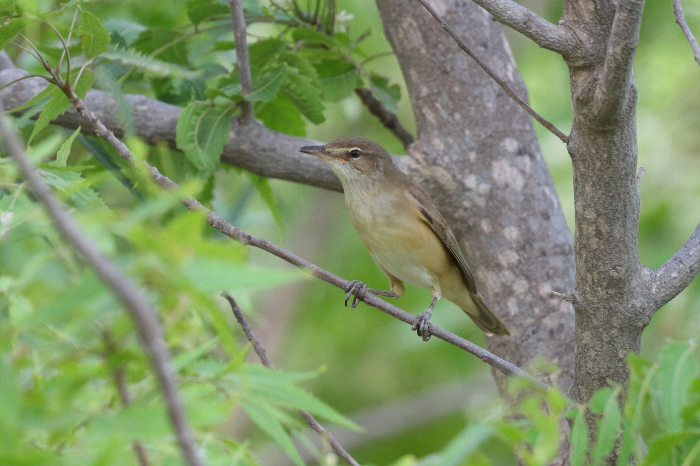 Great Reed Warbler. Qatar, 11 May 2014 © Neil G. Morris.