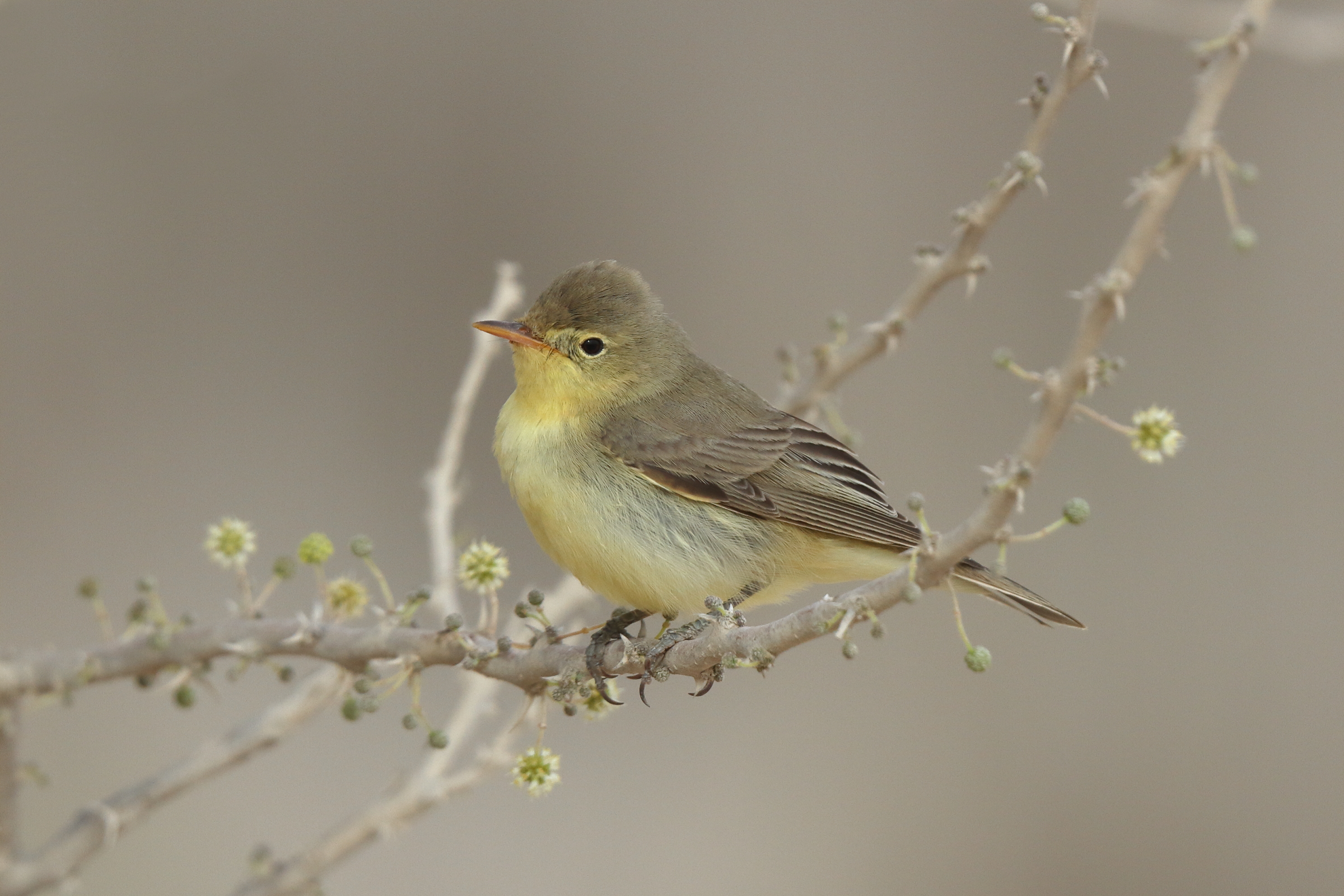 Icterine Warbler. Qatar, 28 April 2013 © Neil G. Morris.