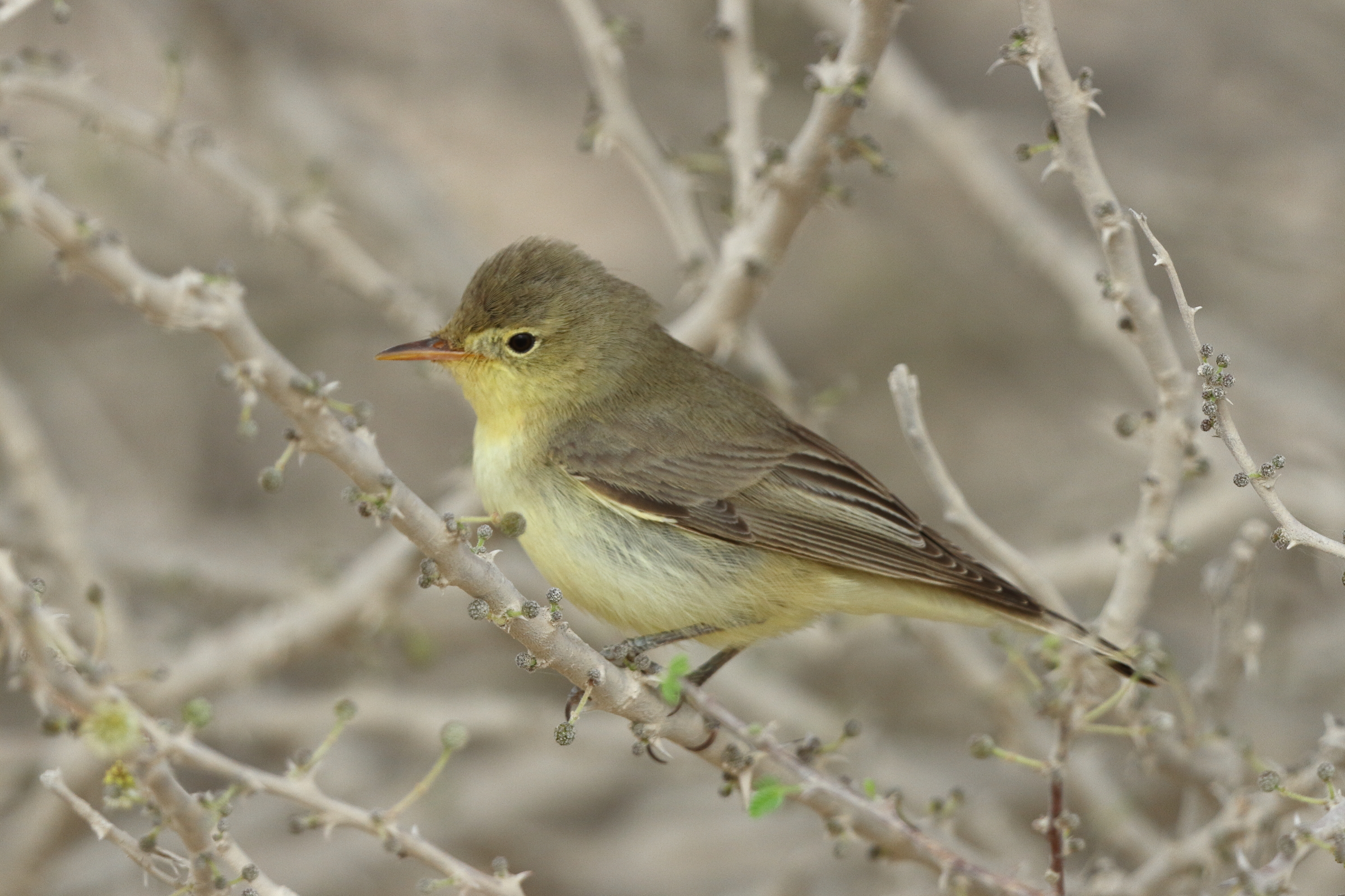 Icterine Warbler. Qatar, 28 April 2013 © Neil G. Morris.