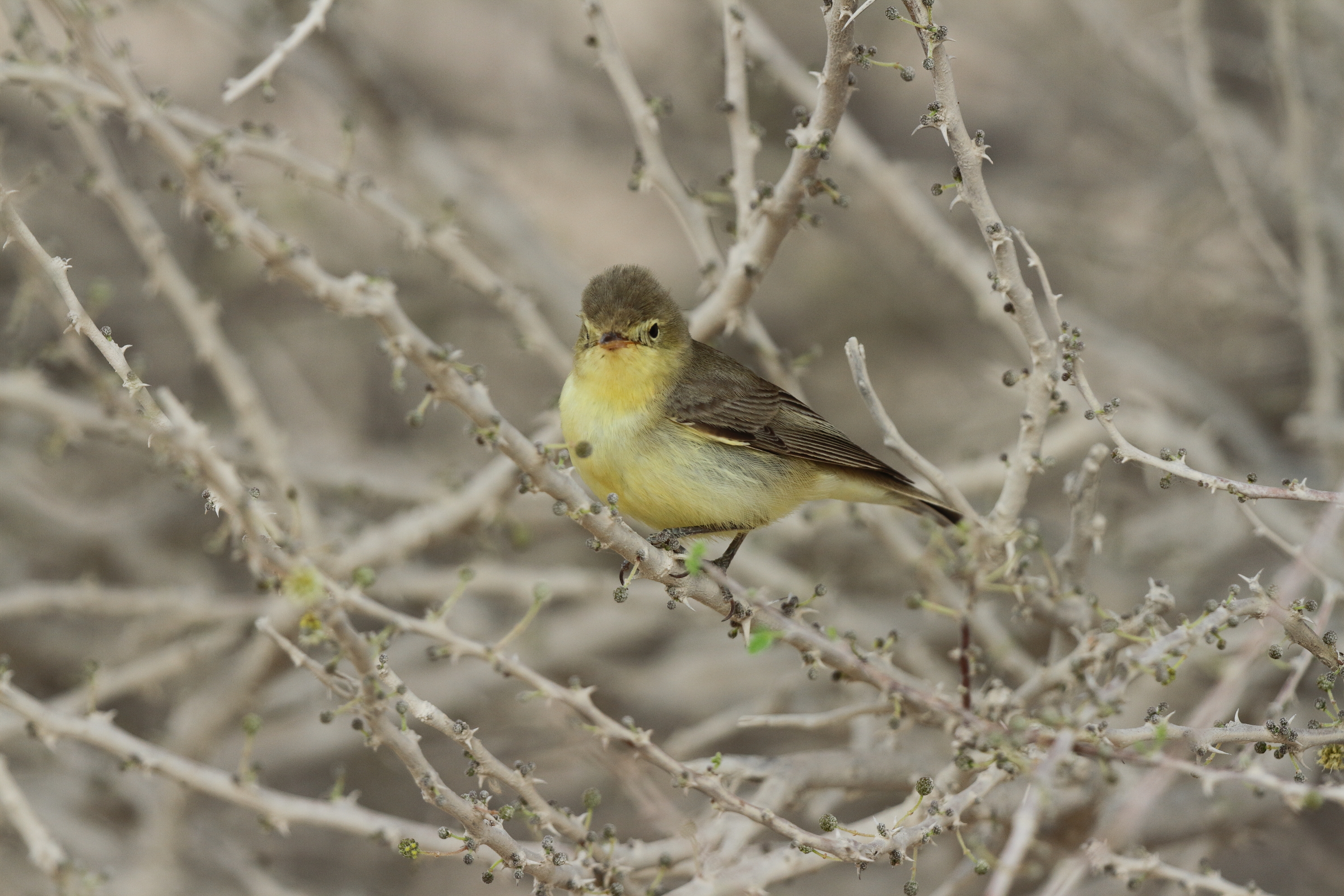 Icterine Warbler. Qatar, 28 April 2013 © Neil G. Morris.