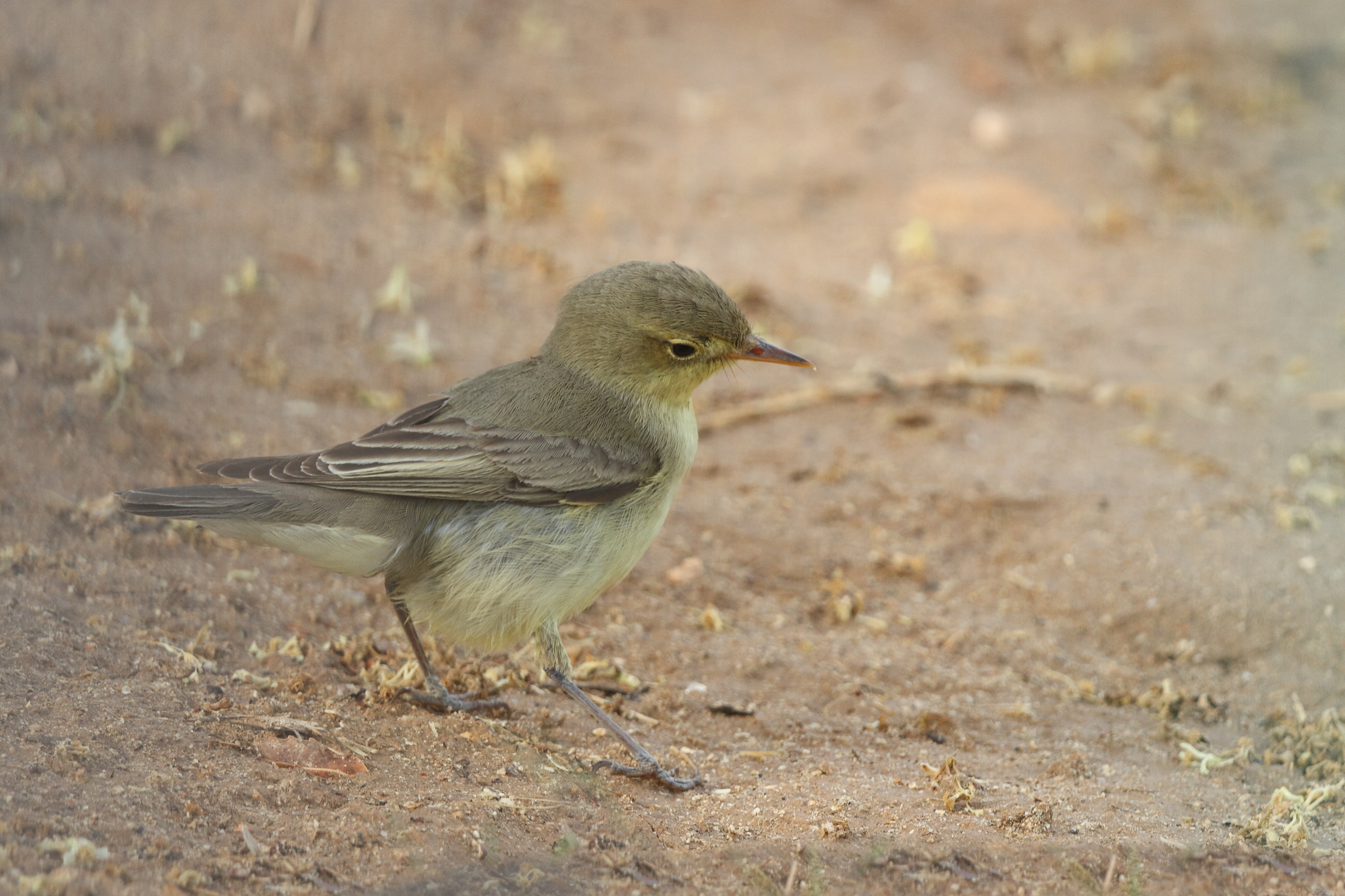 Icterine Warbler. Qatar, 11 May 2014 © Neil G. Morris.
