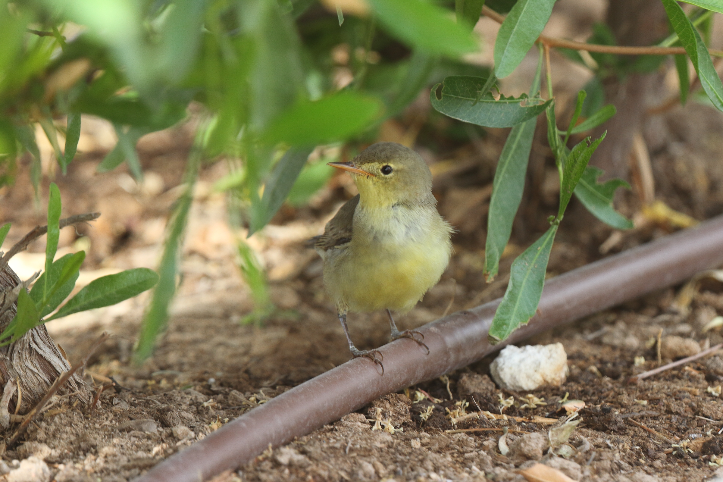 Icterine Warbler. Qatar, 11 May 2014 © Neil G. Morris.