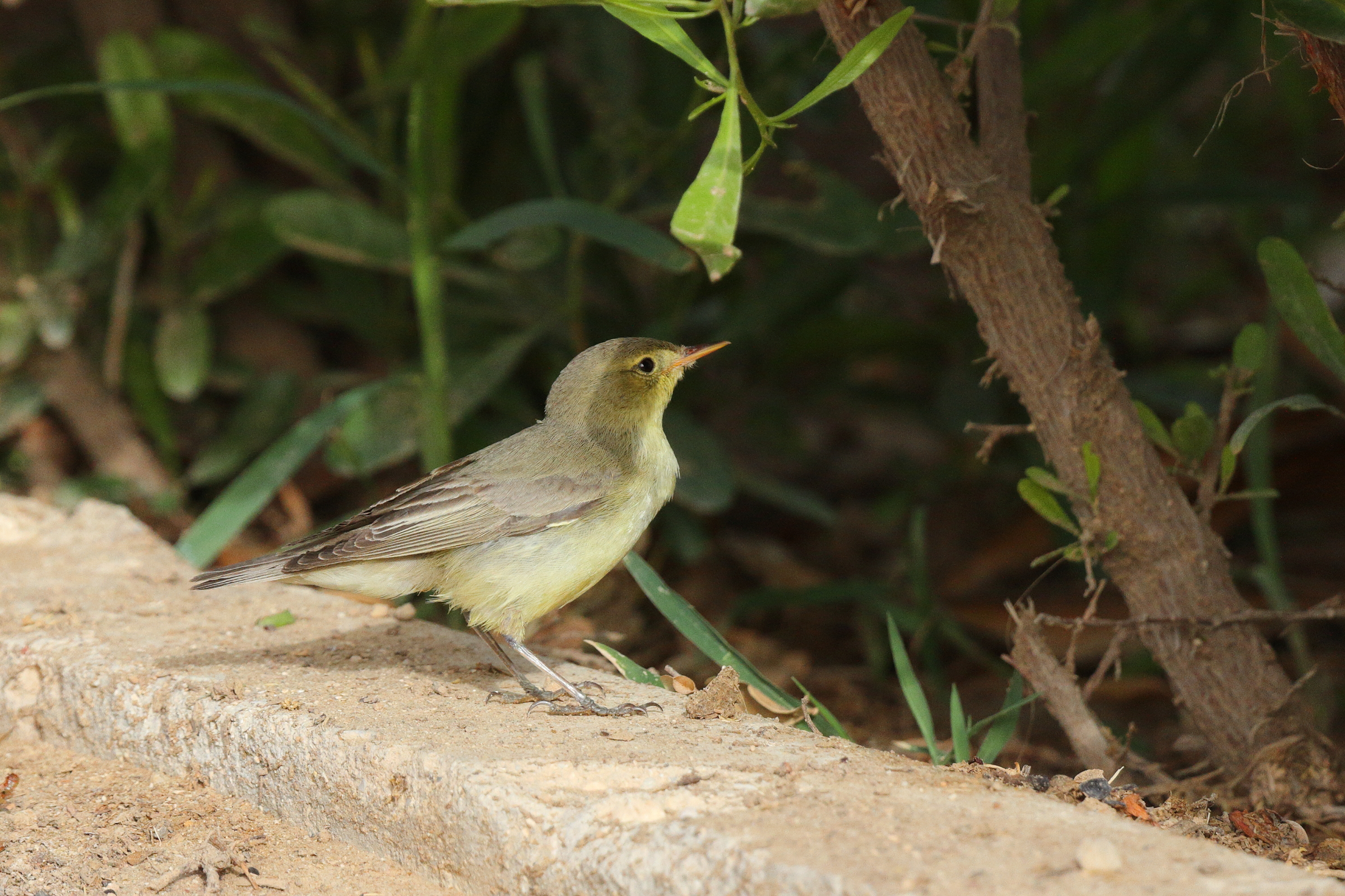 Icterine Warbler. Qatar, 11 May 2014 © Neil G. Morris.