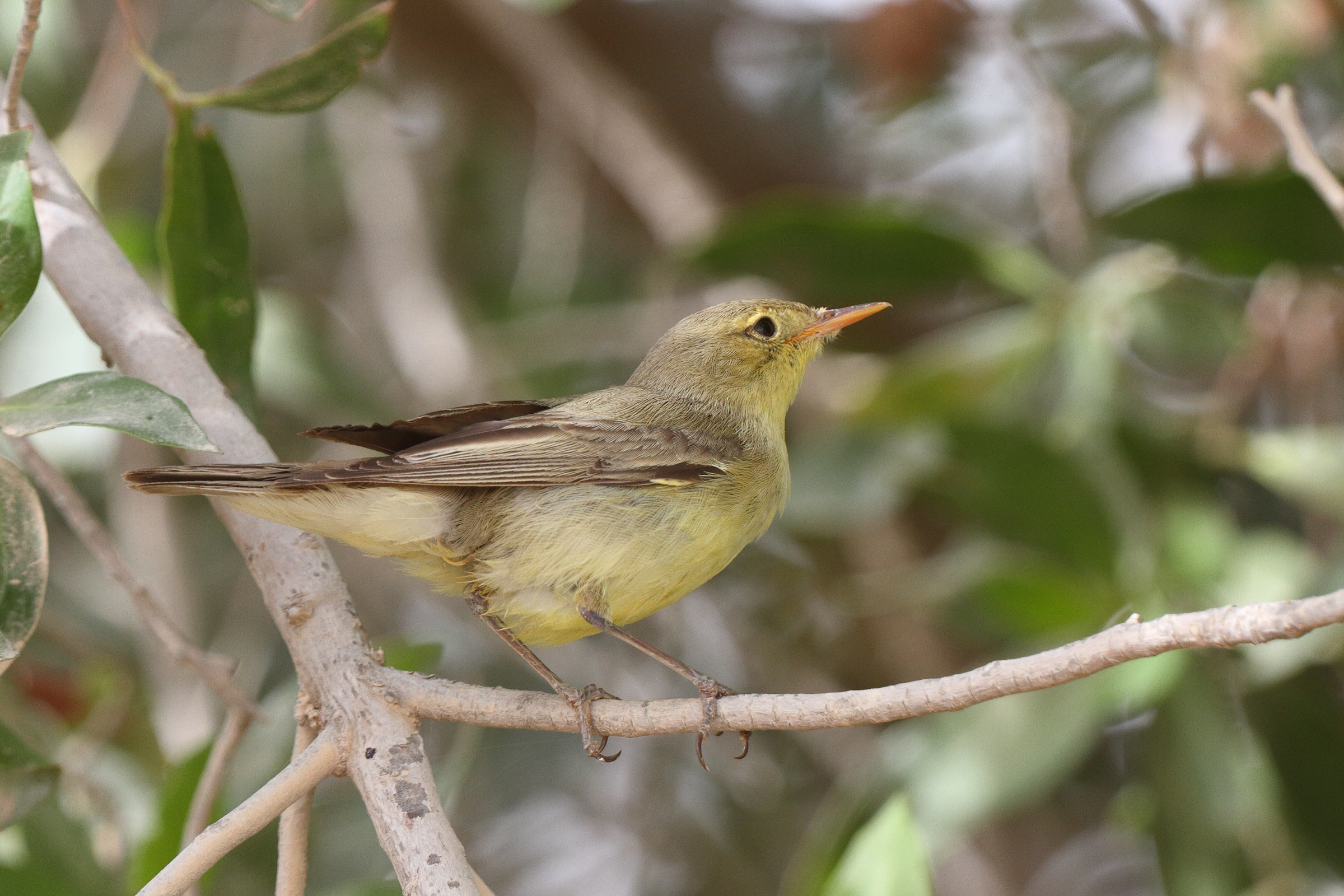 Icterine Warbler. Qatar, 11 May 2014 © Neil G. Morris.