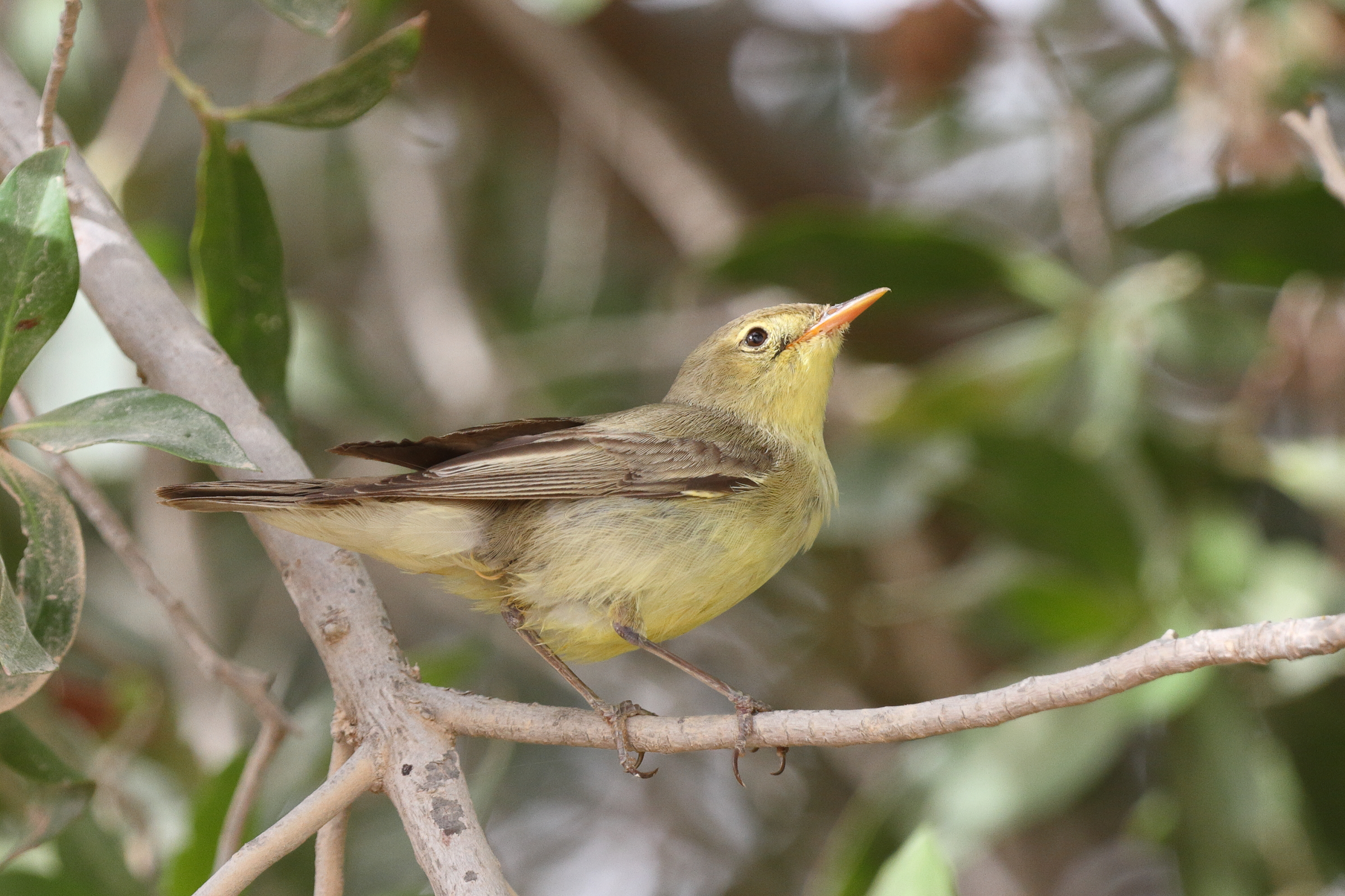 Icterine Warbler. Qatar, 11 May 2014 © Neil G. Morris.