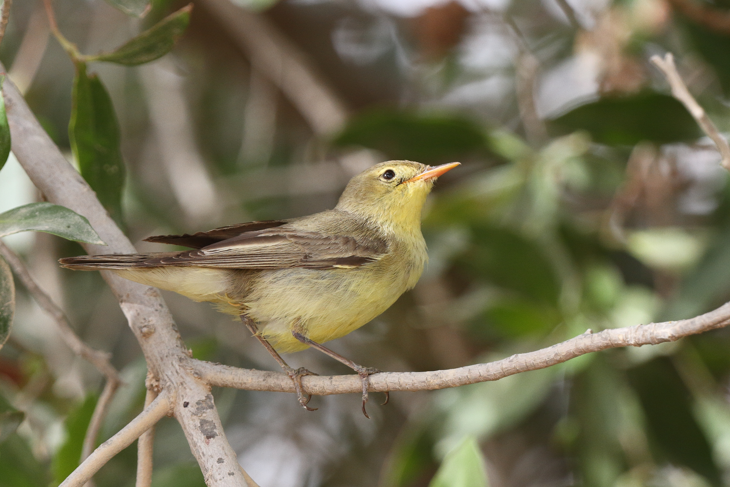 Icterine Warbler. Qatar, 11 May 2014 © Neil G. Morris.