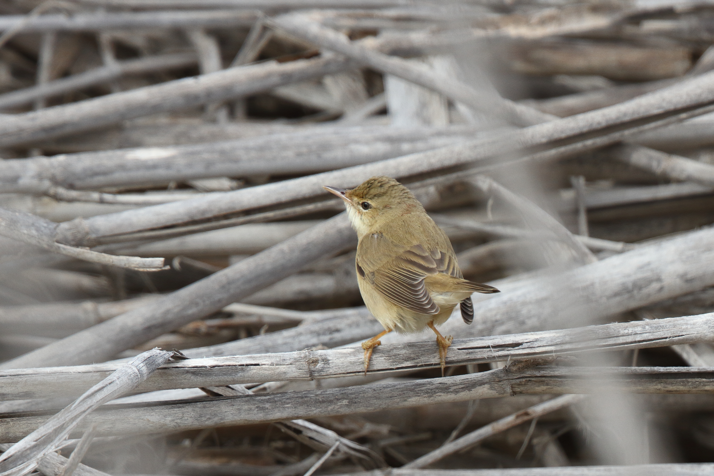 Marsh Warbler. Qatar, 28 April 2013 © Neil G. Morris.